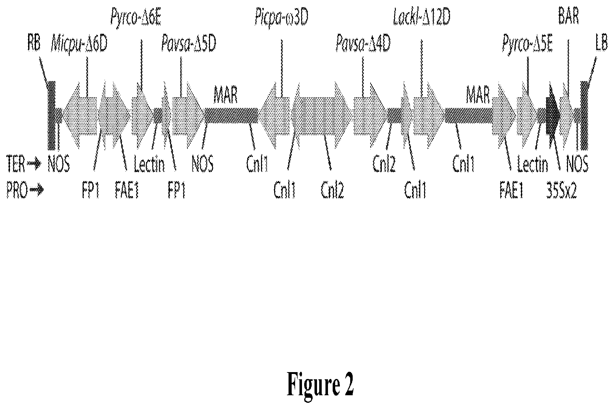 Patent US12492354 Figure 2 – Lipid comprising docosapentaenoic acid
