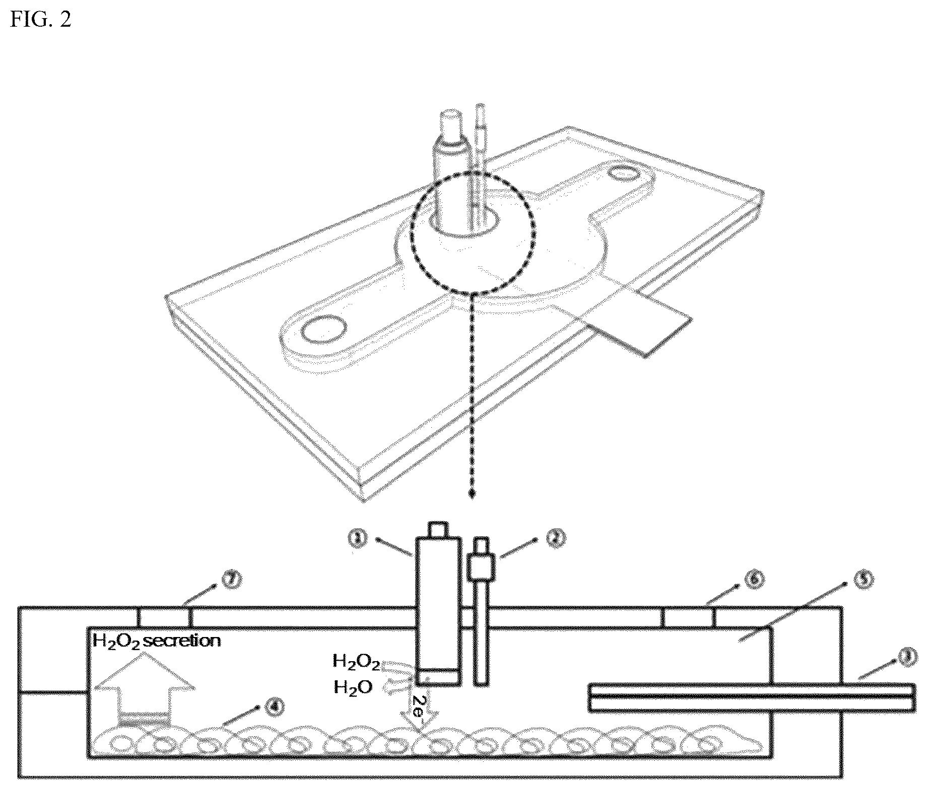 Patent US12492367 Figure 2 – Sensor chip capable of culturing cells and of analyzing cell-derived substance, and cell activity quantitative analysis method using the same