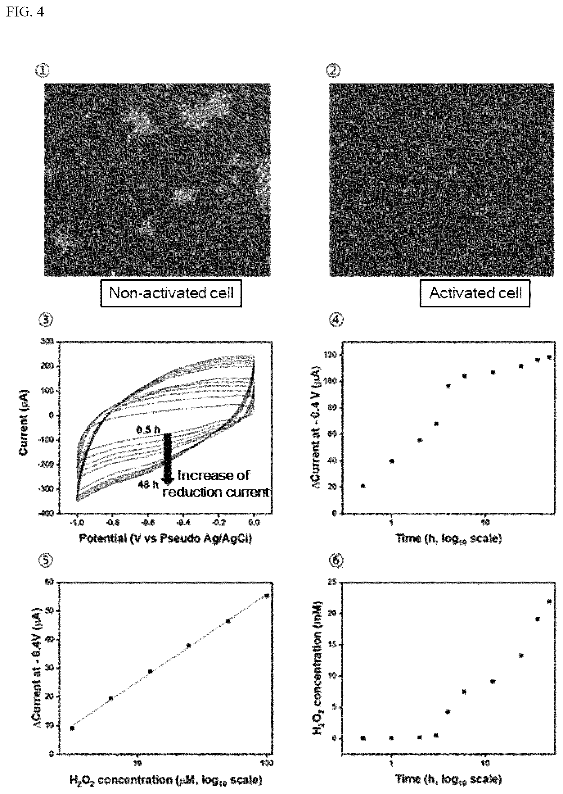 Patent US12492367 Figure 4 – Sensor chip capable of culturing cells and of analyzing cell-derived substance, and cell activity quantitative analysis method using the same