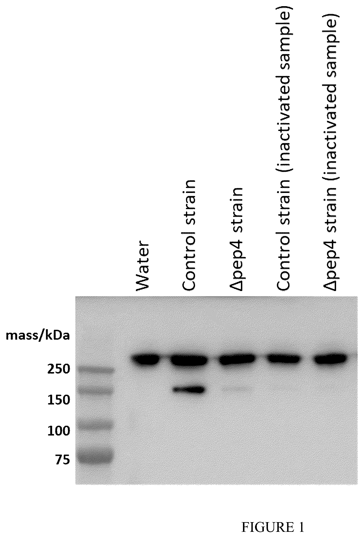 Patent US12492370 Figure 1 – Method for producing protein using a Talaromyces cellulolyticus strain having reduced activity of PEP4
