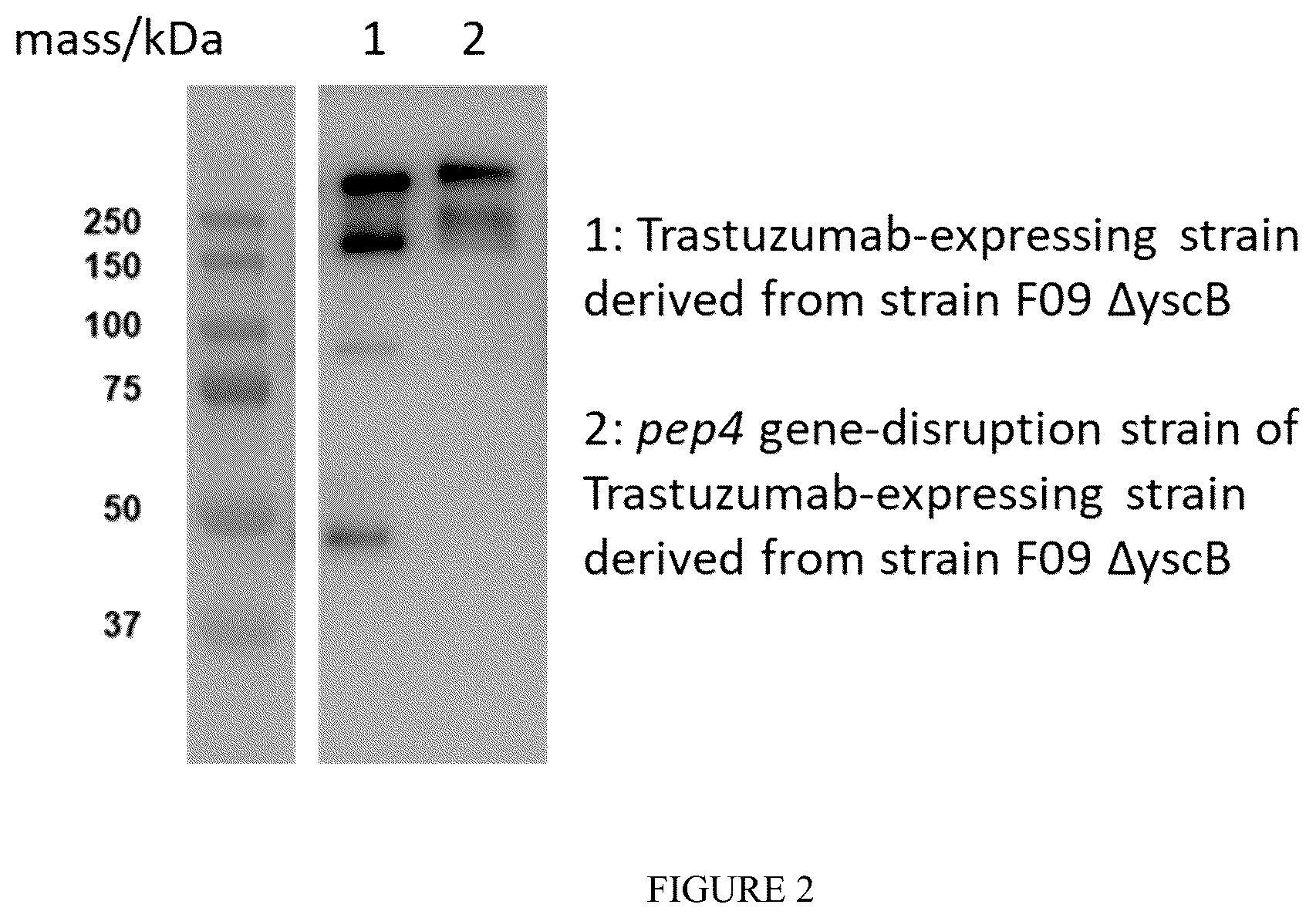Patent US12492370 Figure 2 – Method for producing protein using a Talaromyces cellulolyticus strain having reduced activity of PEP4