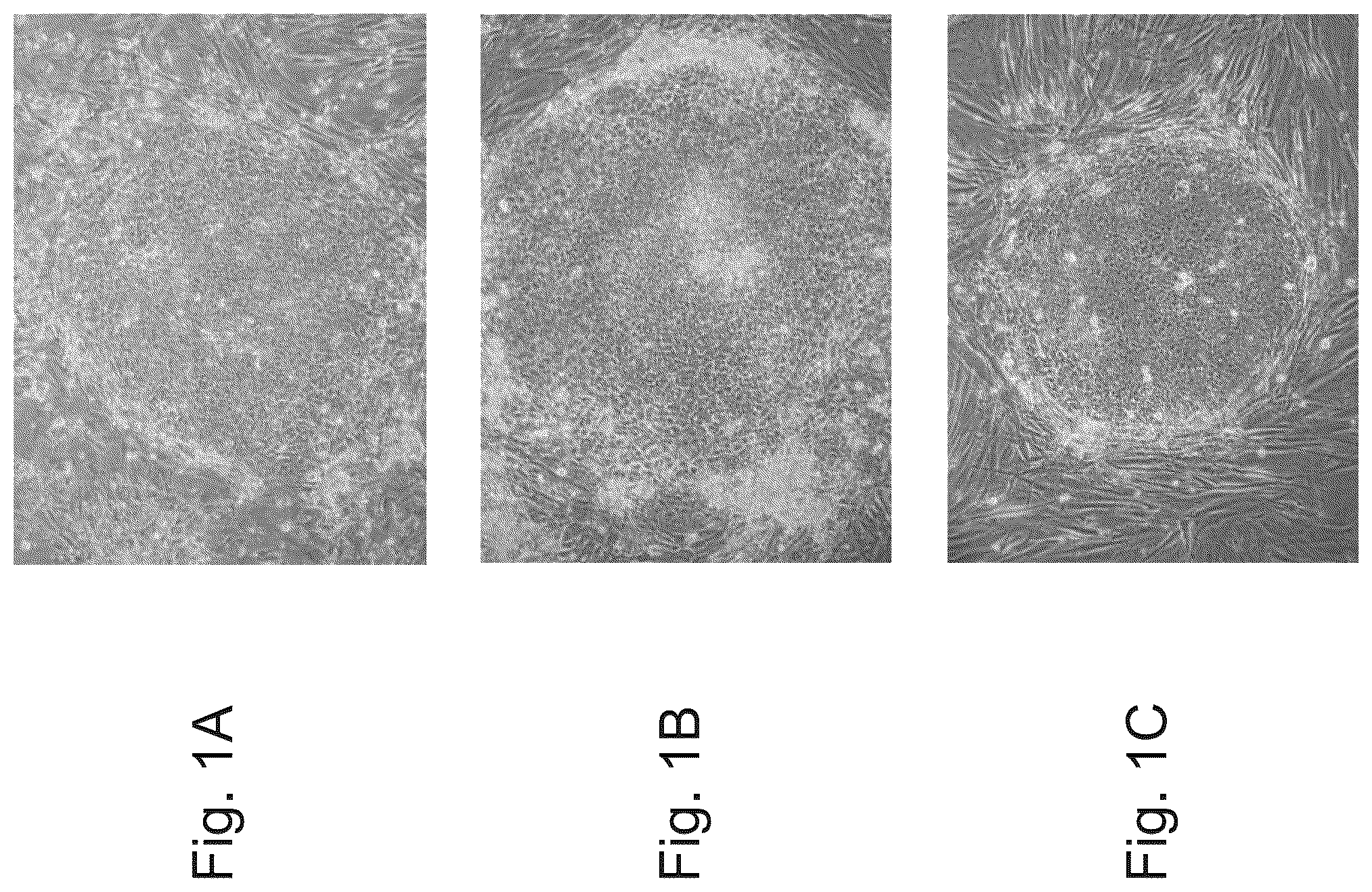 Patent US12492371 Figure 1 – Culture media, cell cultures and methods of culturing pluripotent stem cells in an undifferentiated state