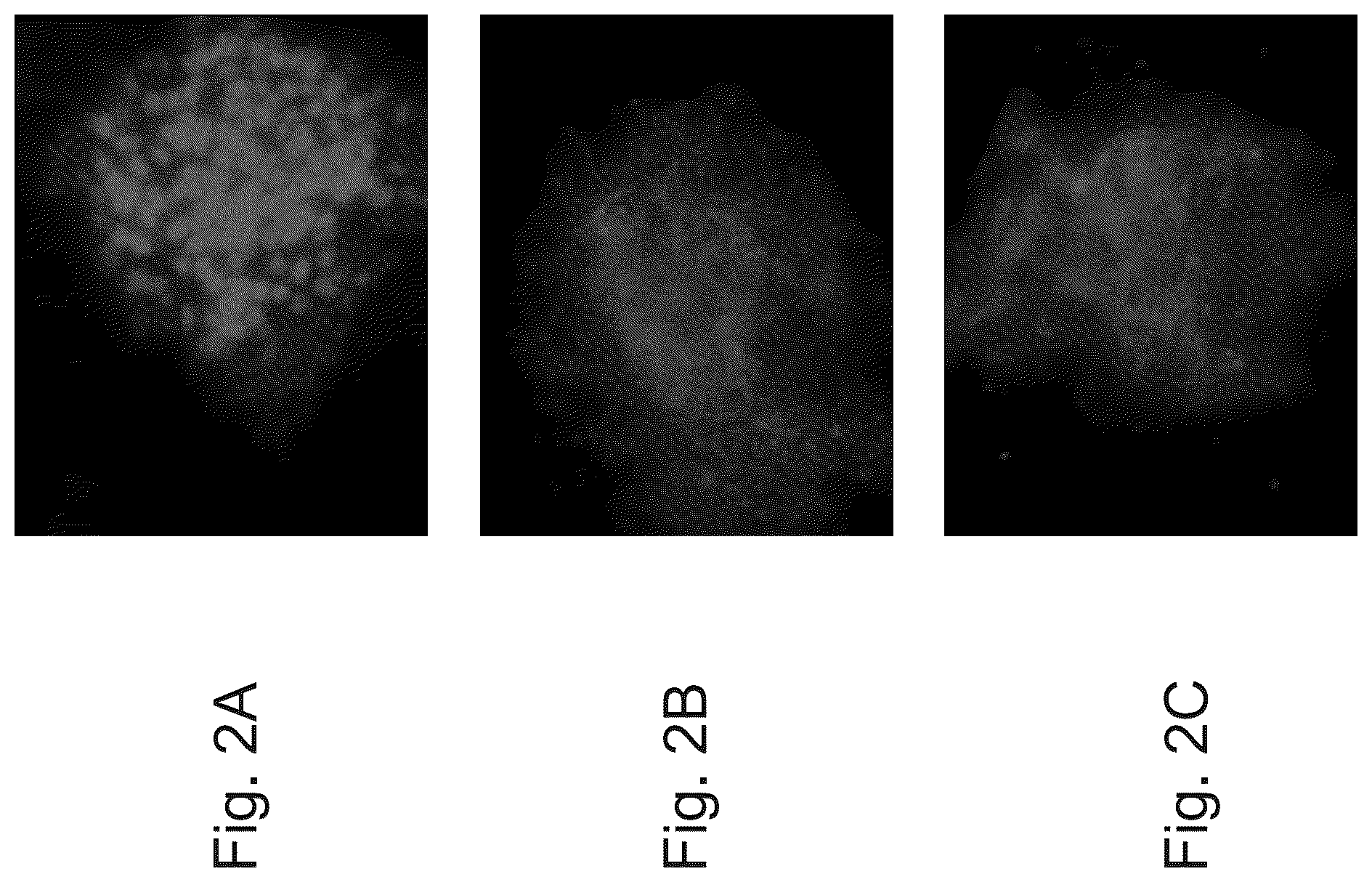 Patent US12492371 Figure 2 – Culture media, cell cultures and methods of culturing pluripotent stem cells in an undifferentiated state