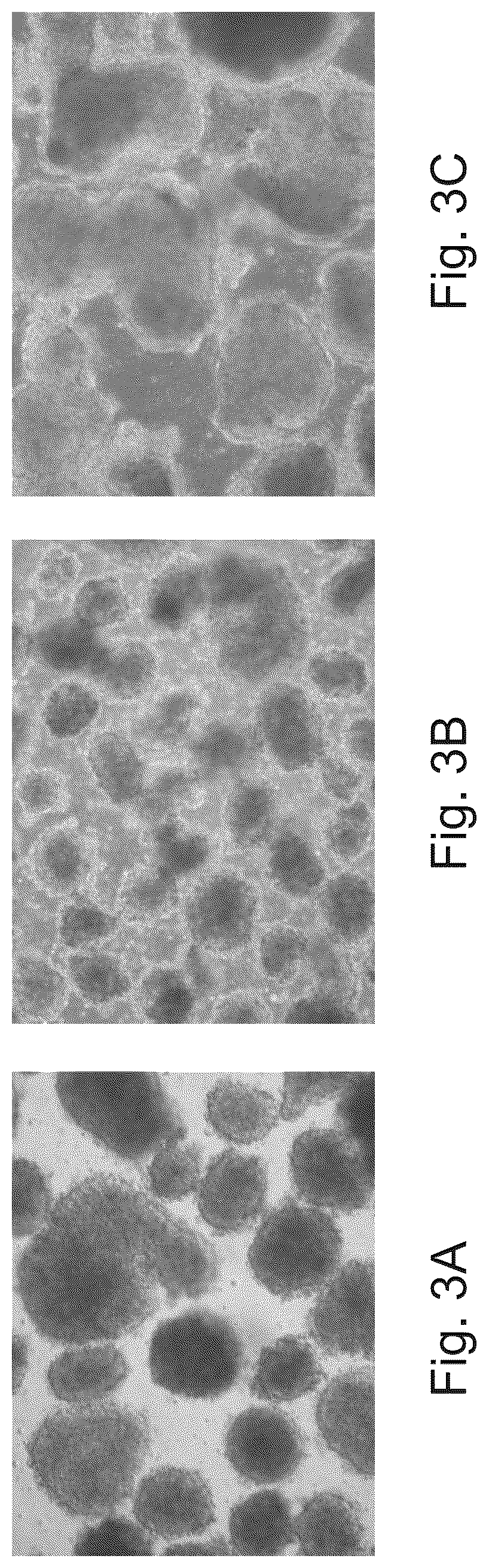 Patent US12492371 Figure 3 – Culture media, cell cultures and methods of culturing pluripotent stem cells in an undifferentiated state