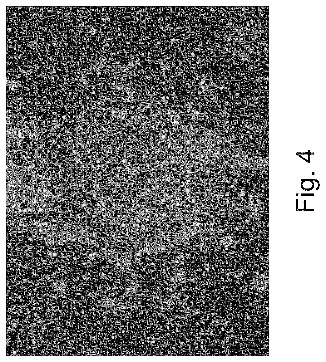 Patent US12492371 Figure 4 – Culture media, cell cultures and methods of culturing pluripotent stem cells in an undifferentiated state