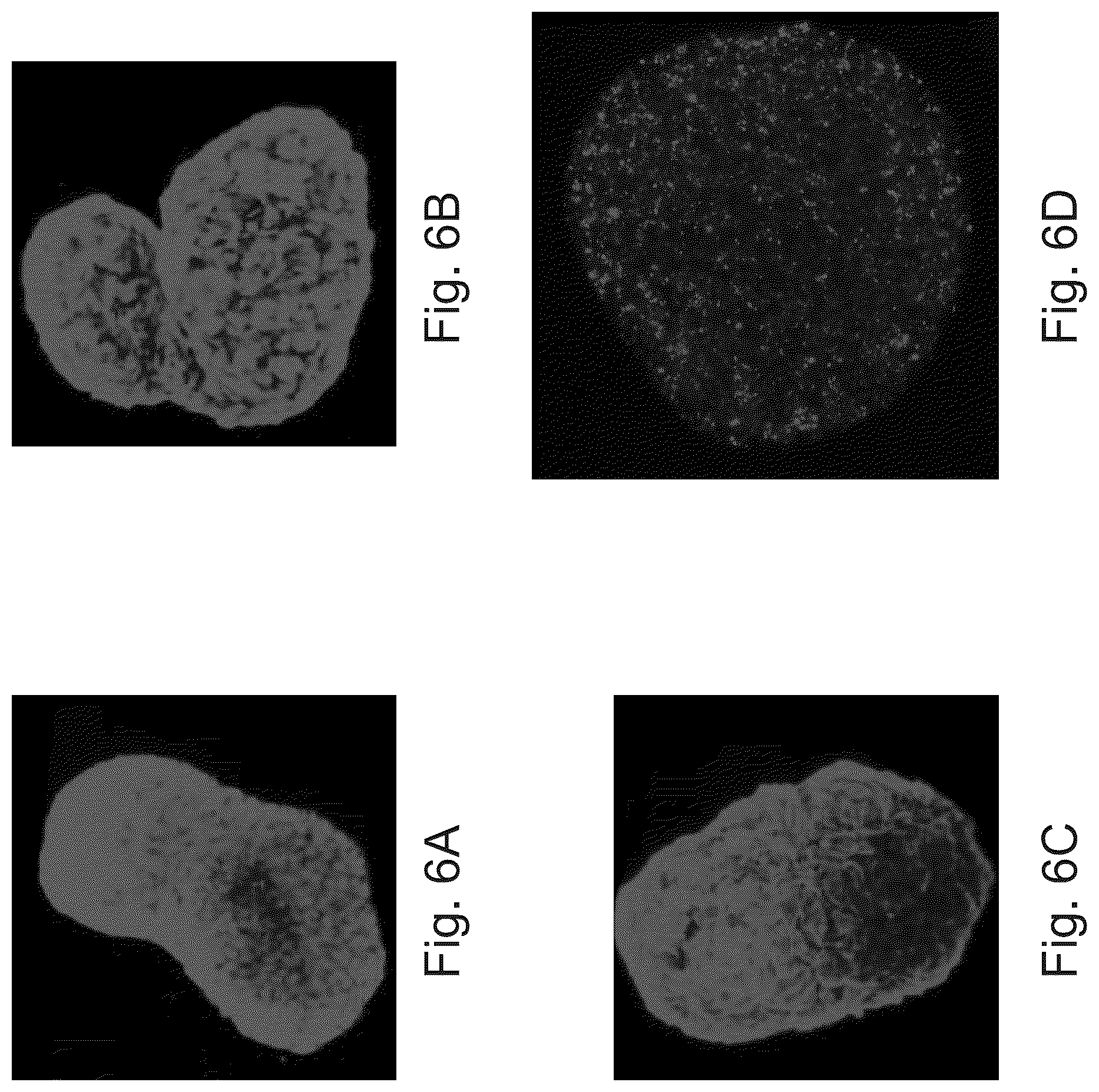 Patent US12492371 Figure 6 – Culture media, cell cultures and methods of culturing pluripotent stem cells in an undifferentiated state