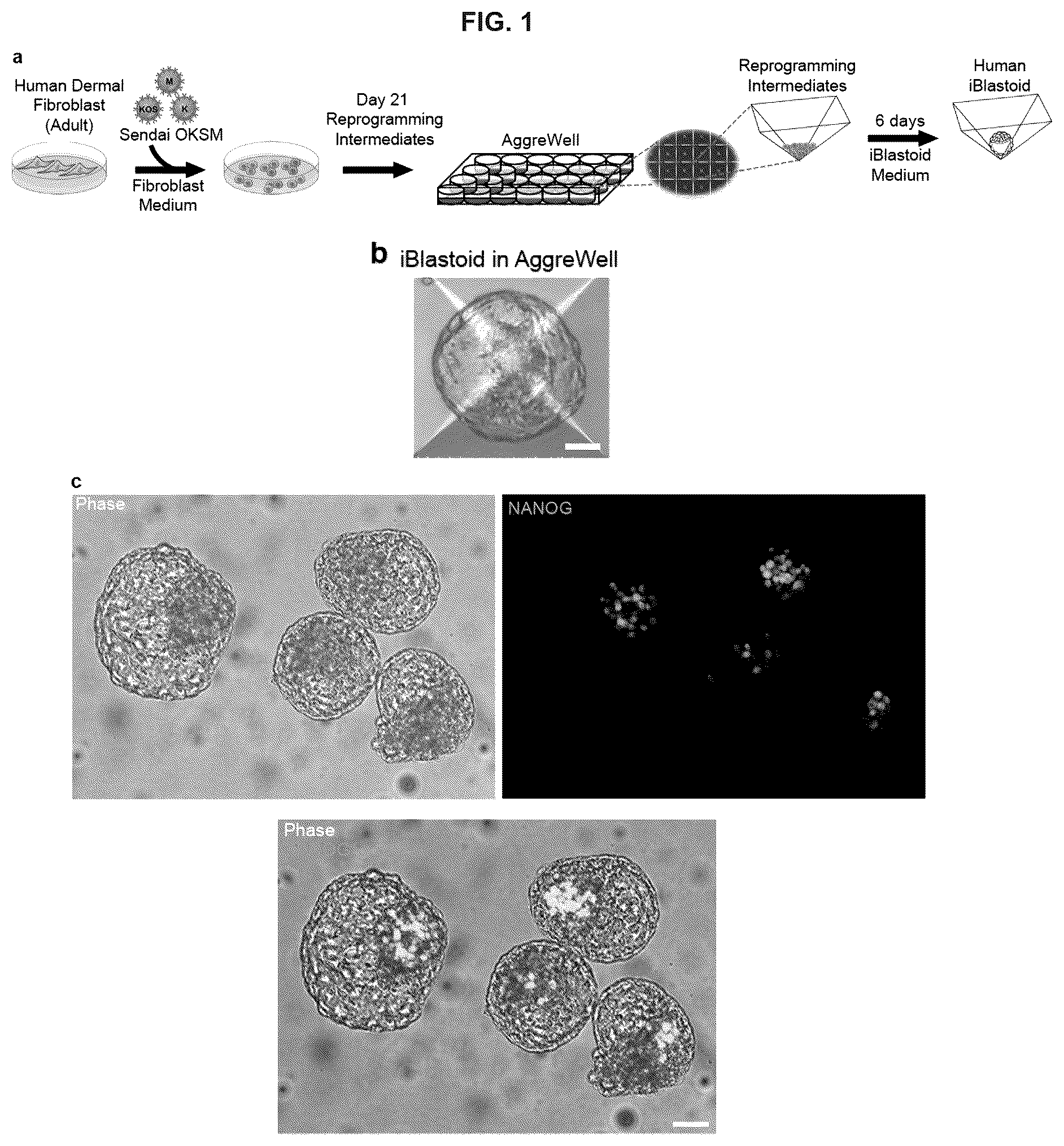 Patent US12492372 Figure 1 – Induced stem cells