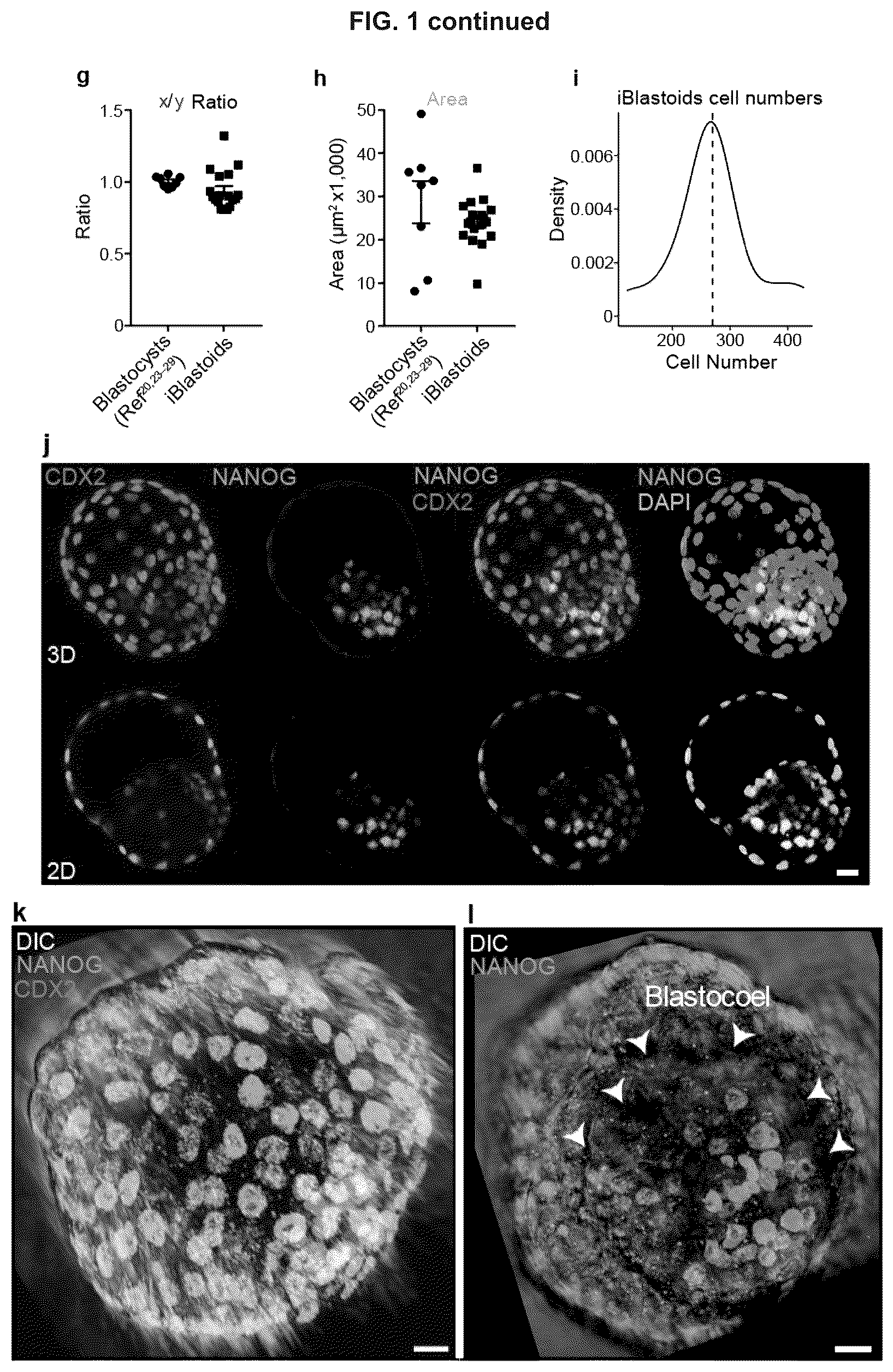 Patent US12492372 Figure 3 – Induced stem cells