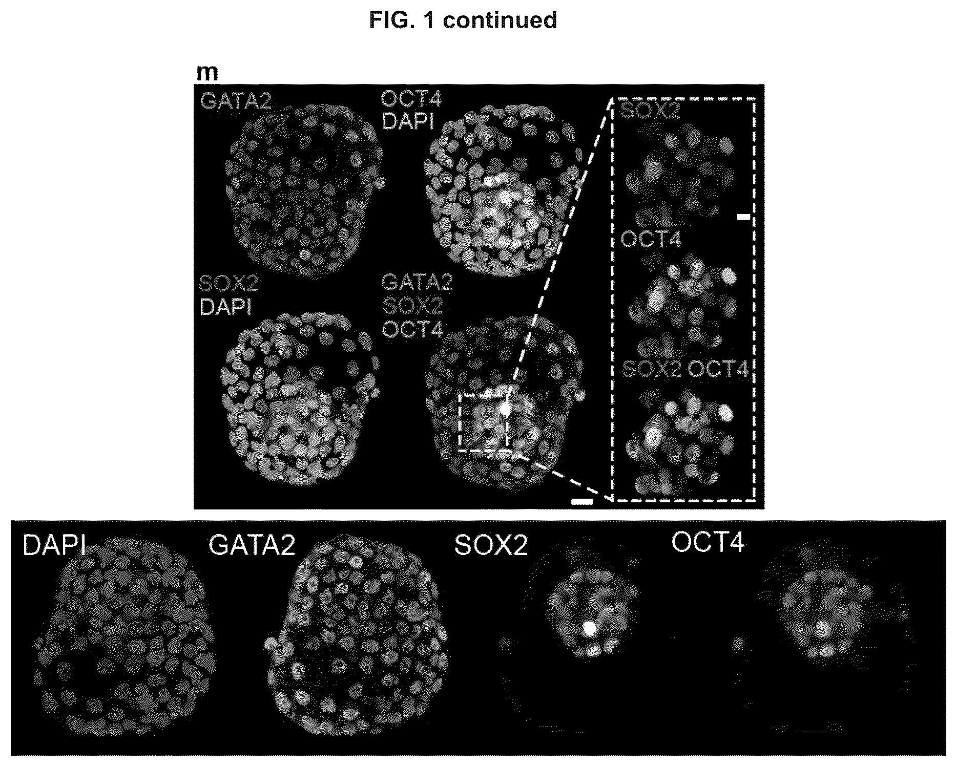 Patent US12492372 Figure 4 – Induced stem cells
