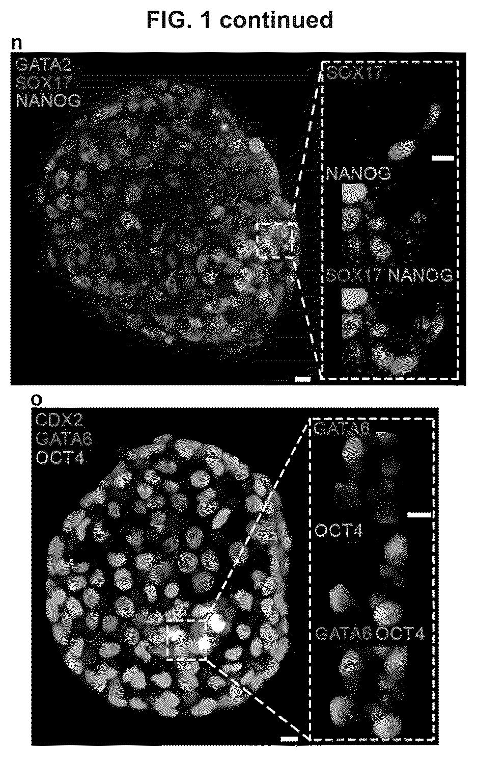 Patent US12492372 Figure 5 – Induced stem cells