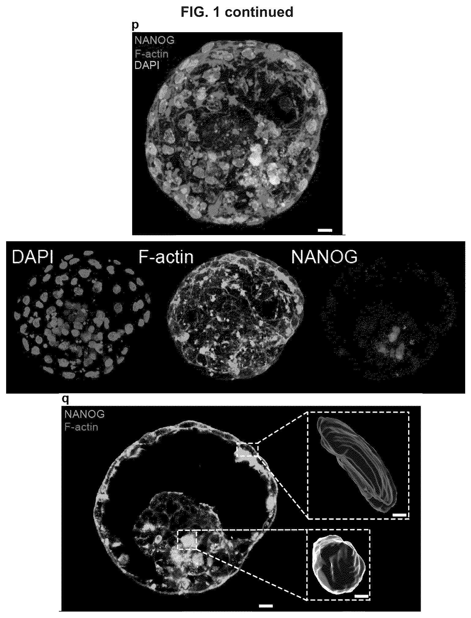 Patent US12492372 Figure 6 – Induced stem cells