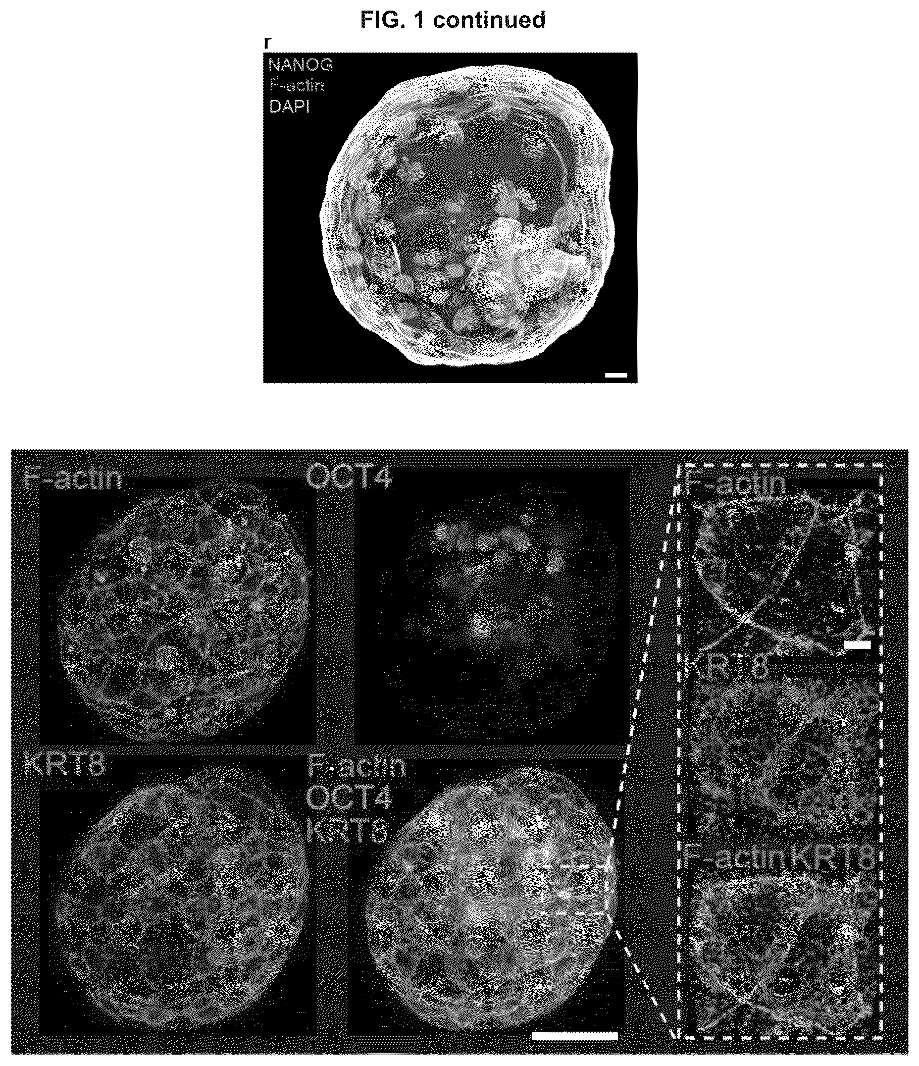 Patent US12492372 Figure 7 – Induced stem cells