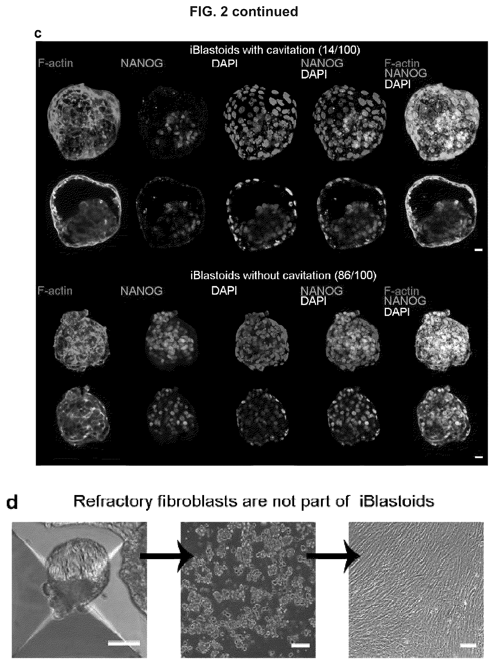 Patent US12492372 Figure 9 – Induced stem cells
