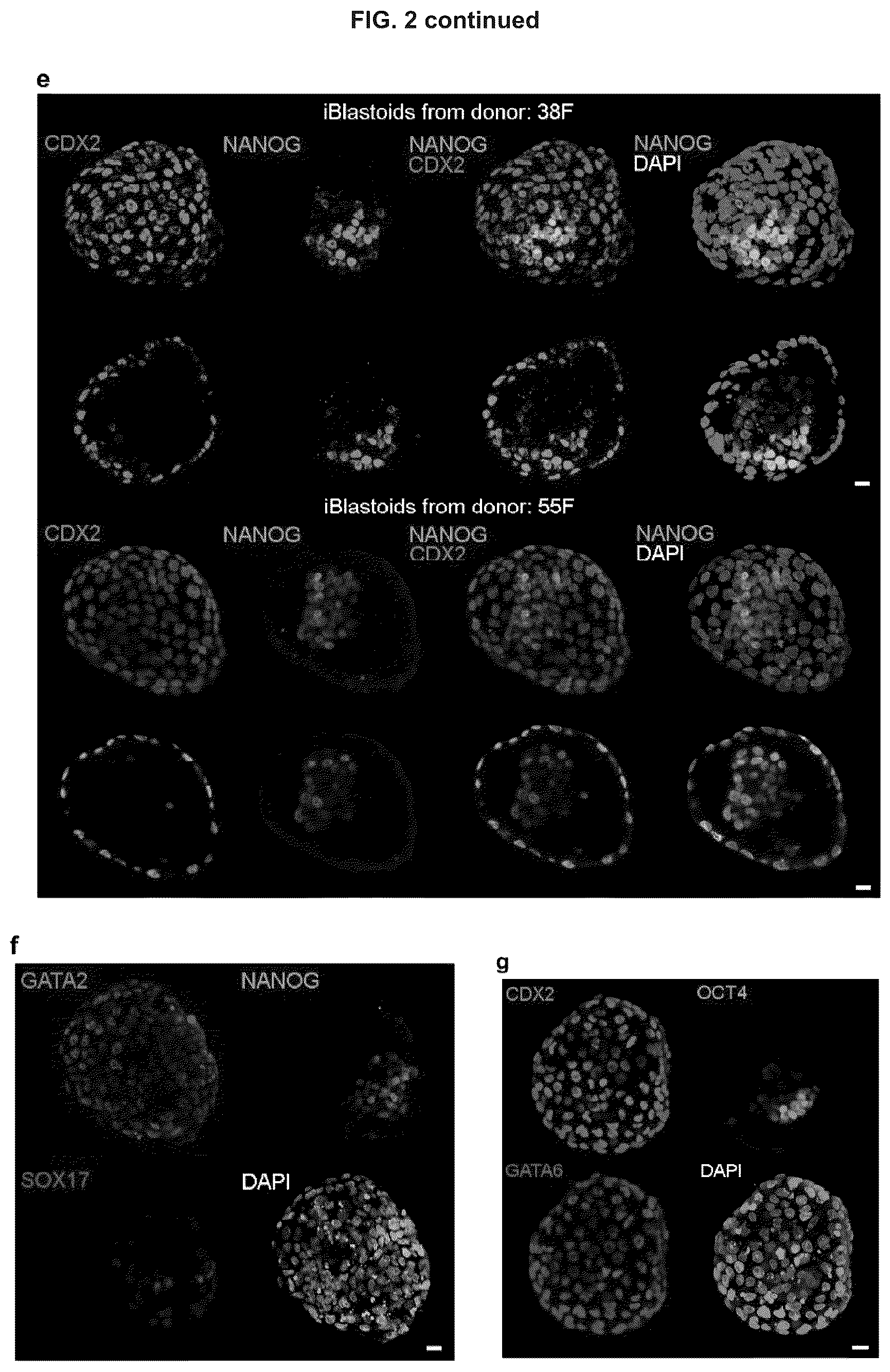 Patent US12492372 Figure 10 – Induced stem cells
