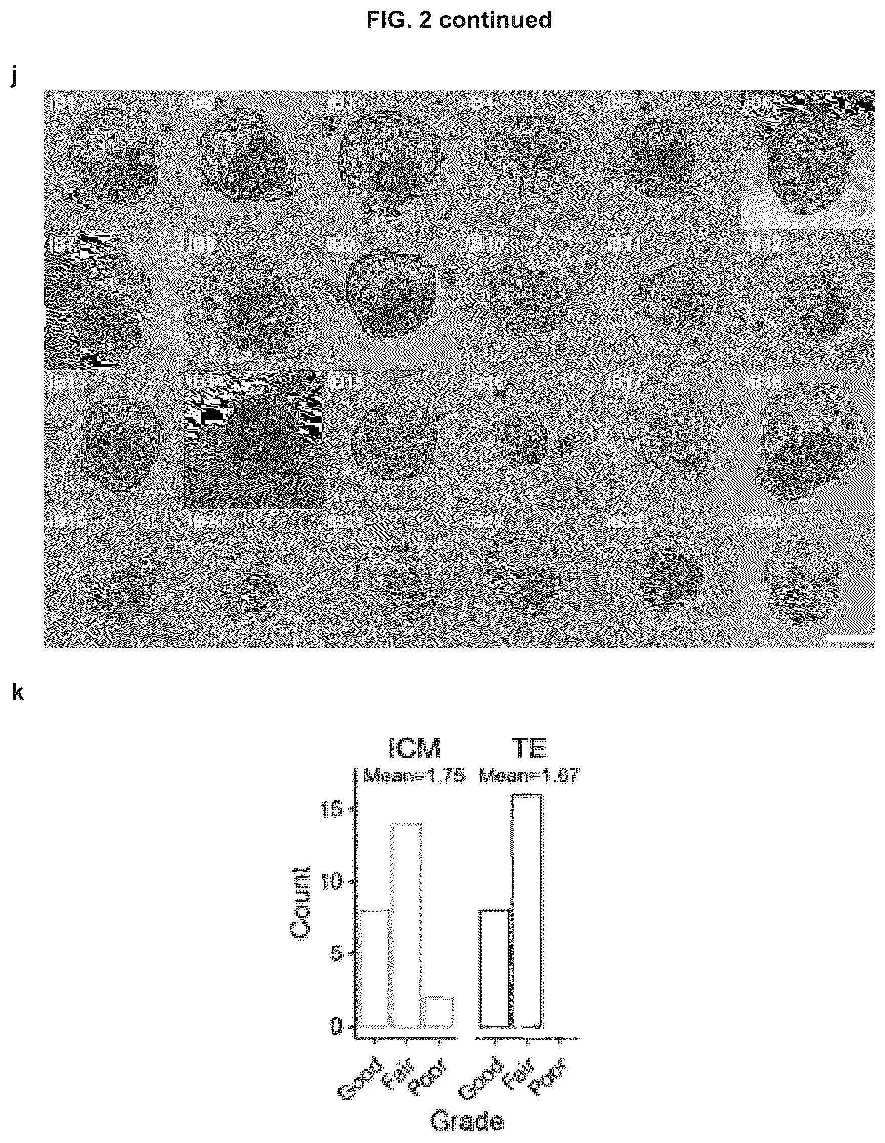Patent US12492372 Figure 12 – Induced stem cells