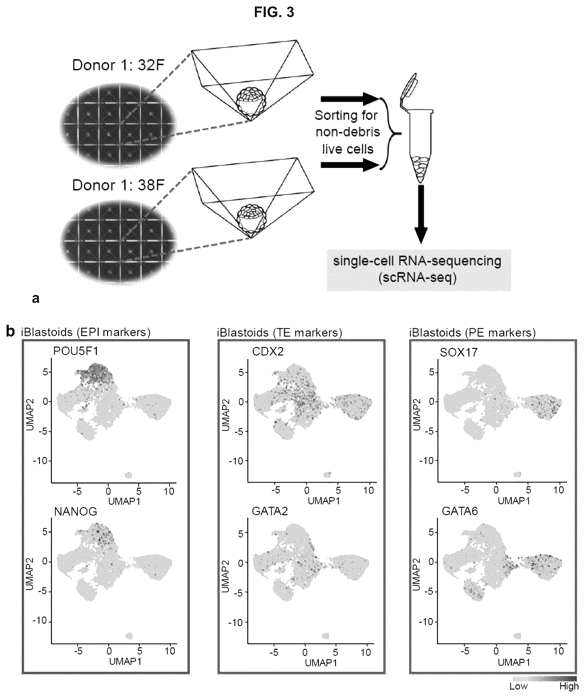 Patent US12492372 Figure 13 – Induced stem cells