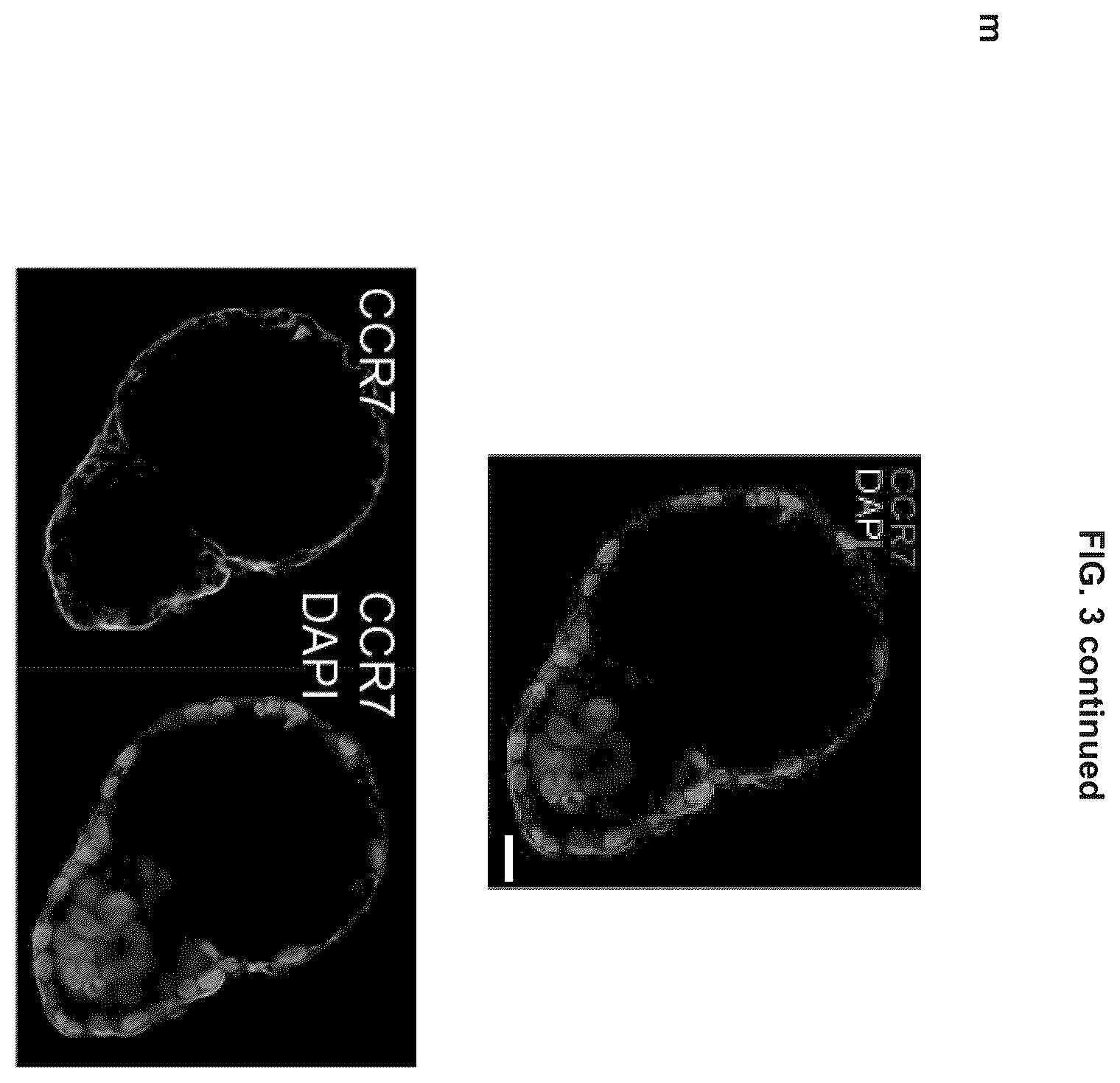 Patent US12492372 Figure 20 – Induced stem cells
