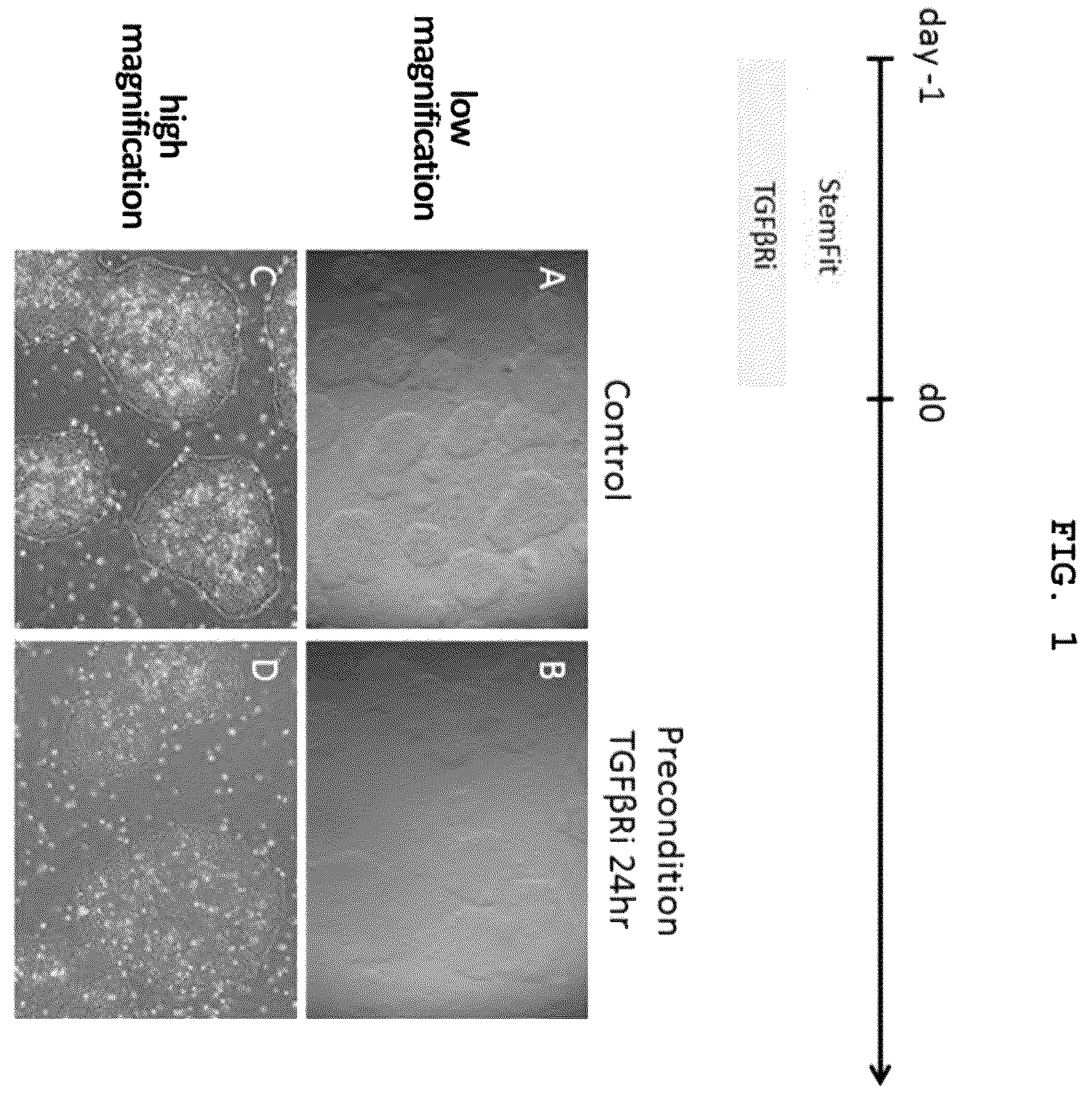 Patent US12492373 — Production method for nerve tissue — Figure 1
