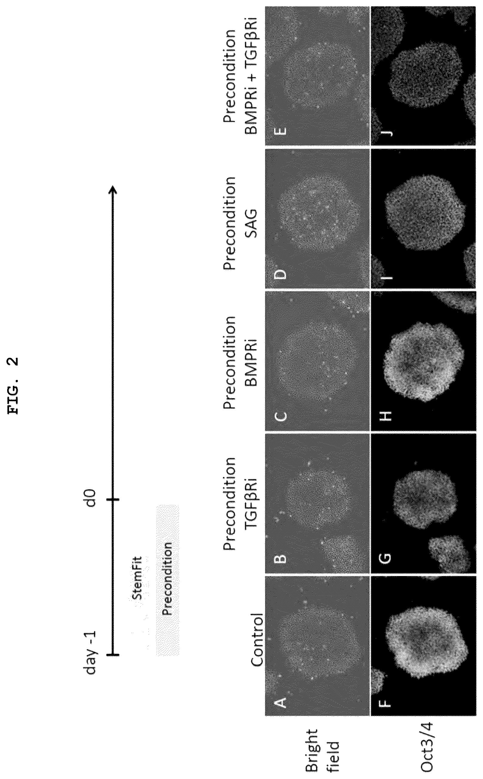 Patent US12492373 Figure 2 – Production method for nerve tissue