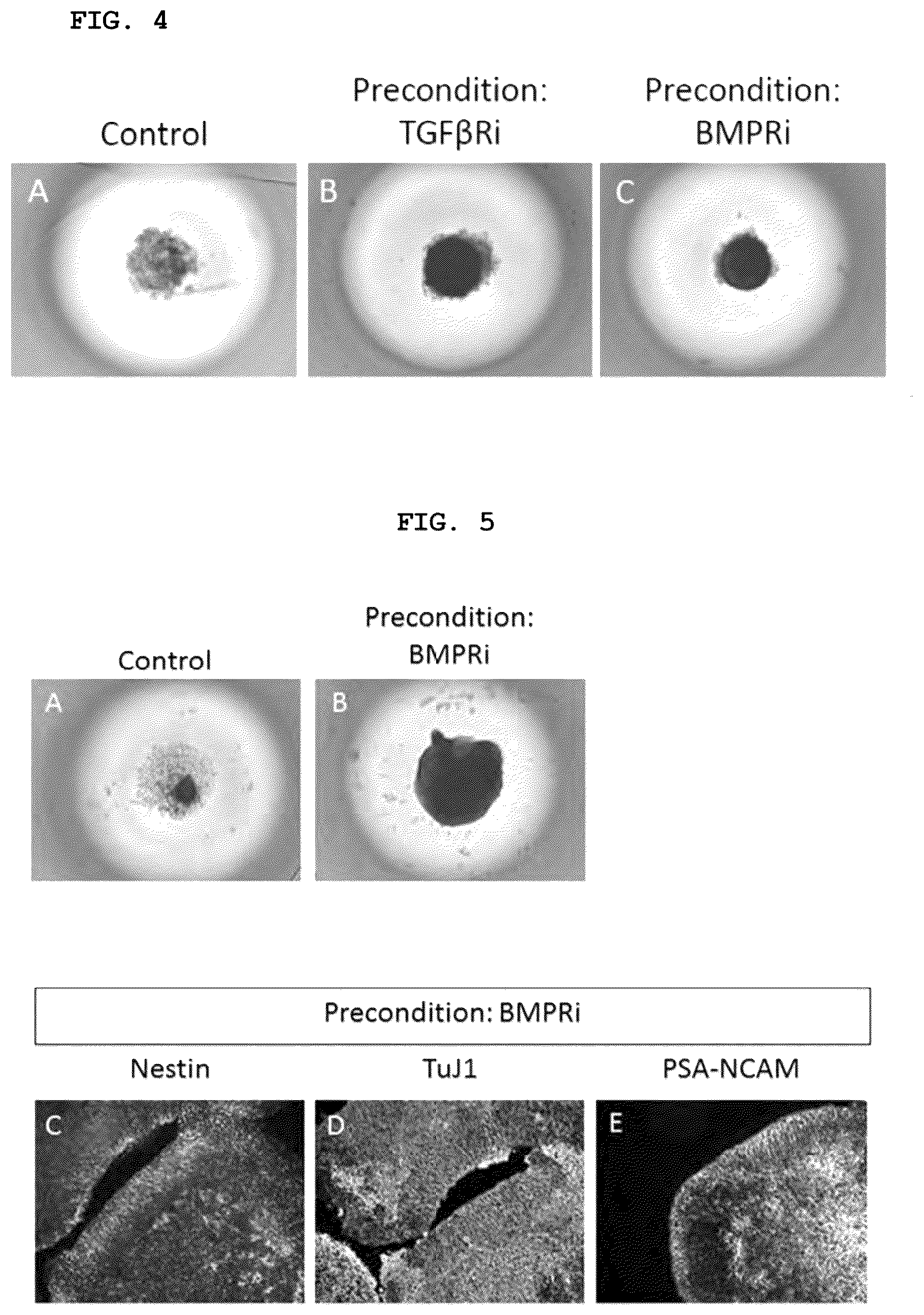 Patent US12492373 Figure 4 – Production method for nerve tissue