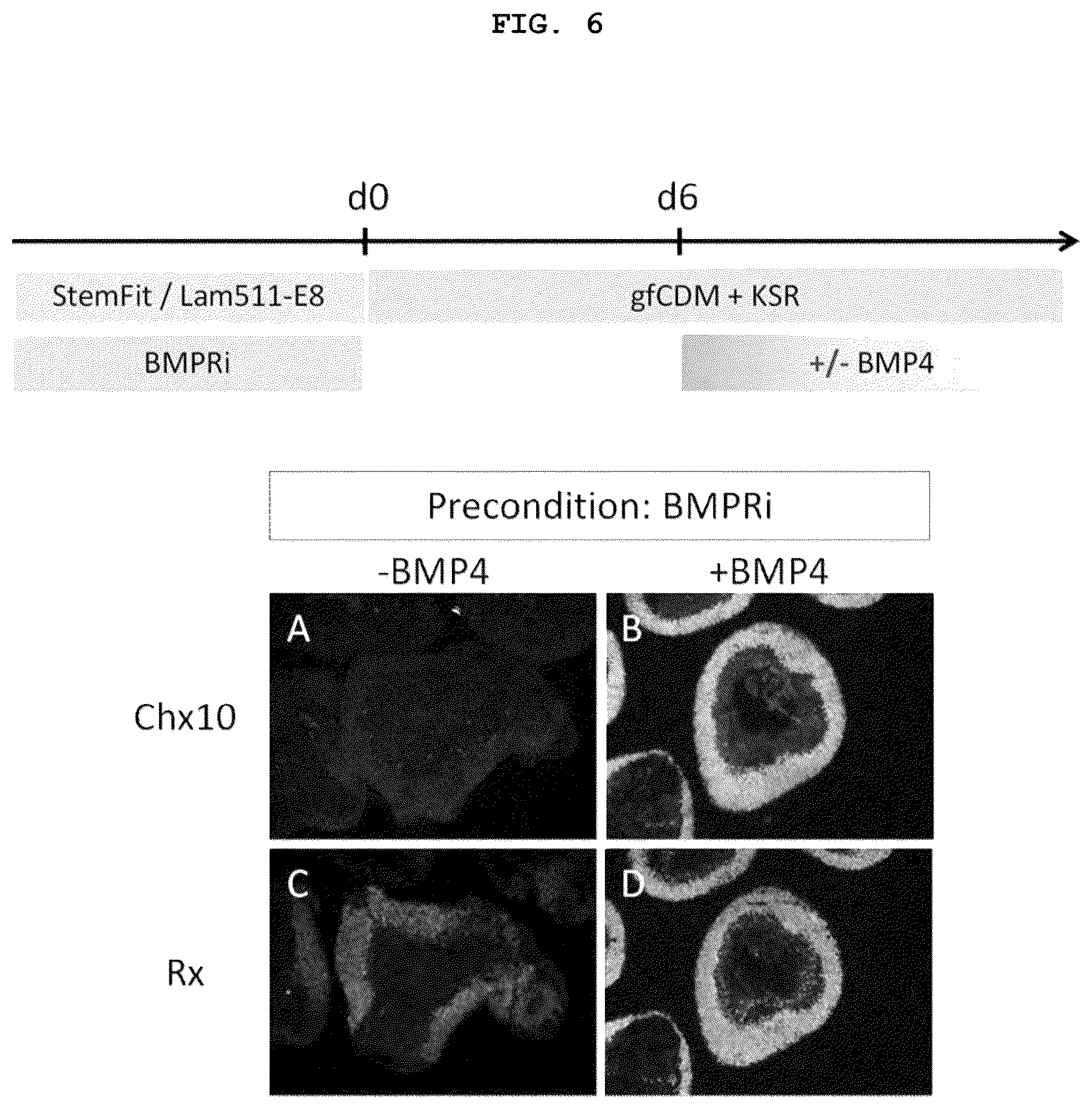 Patent US12492373 Figure 5 – Production method for nerve tissue
