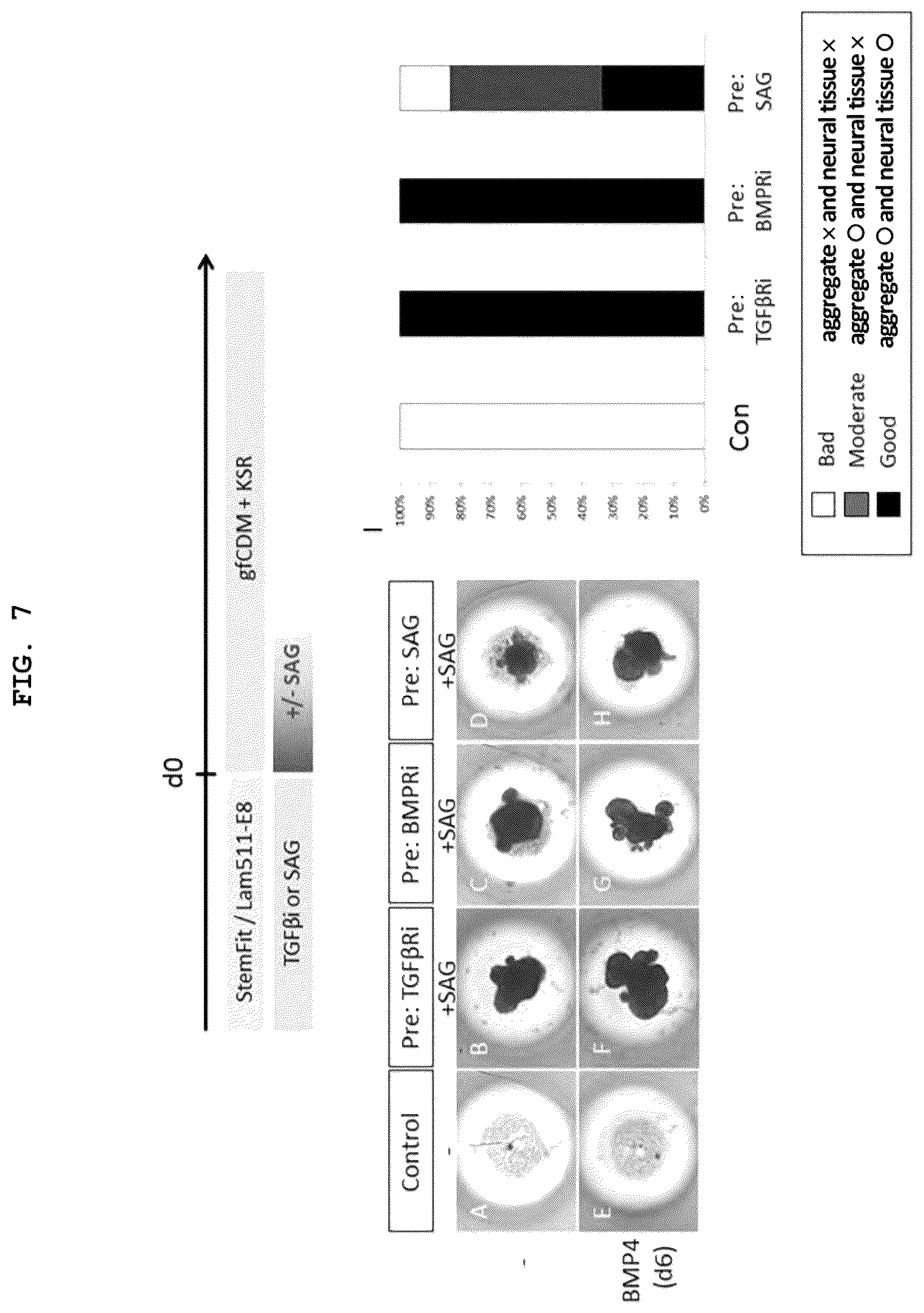 Patent US12492373 Figure 6 – Production method for nerve tissue