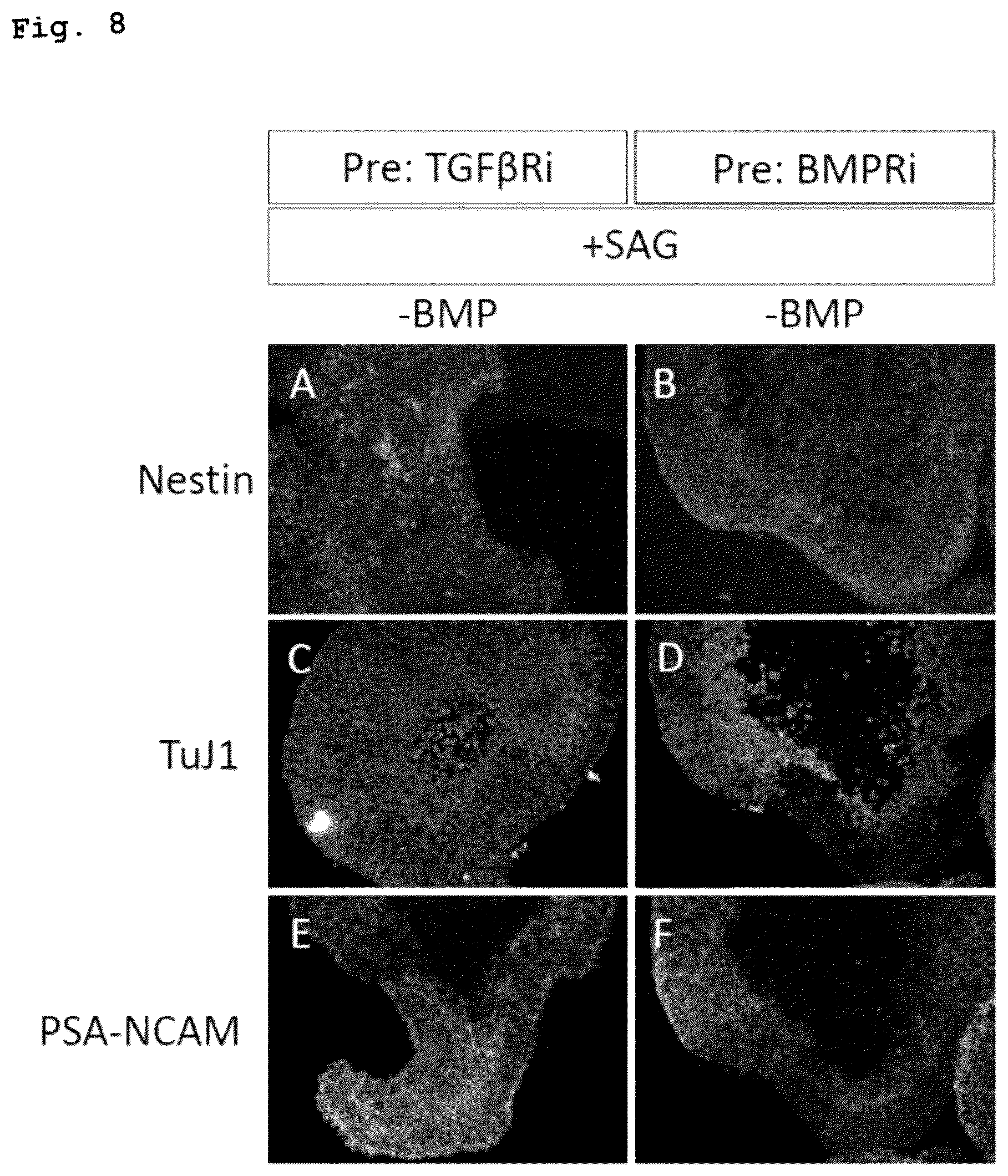Patent US12492373 Figure 7 – Production method for nerve tissue