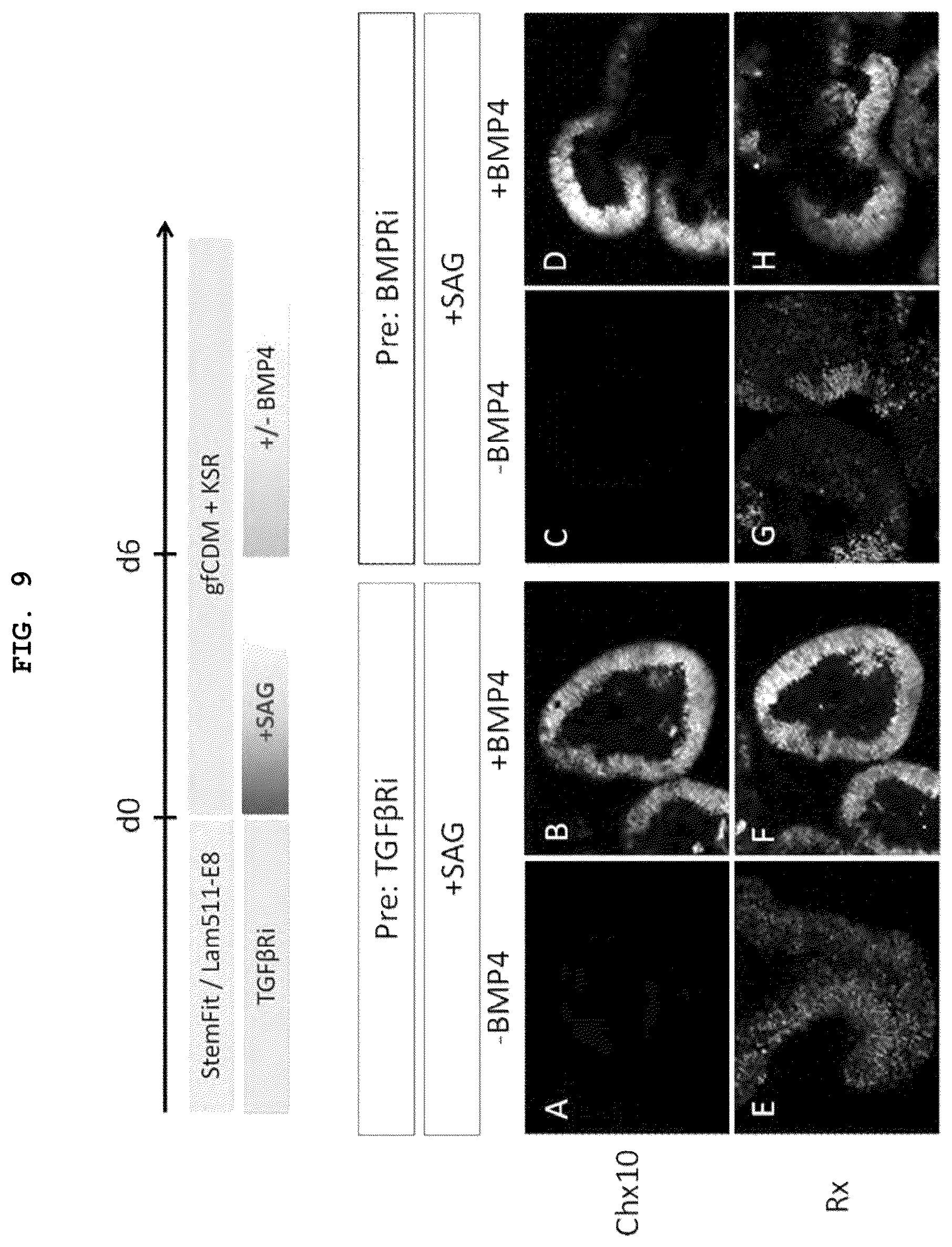Patent US12492373 Figure 8 – Production method for nerve tissue