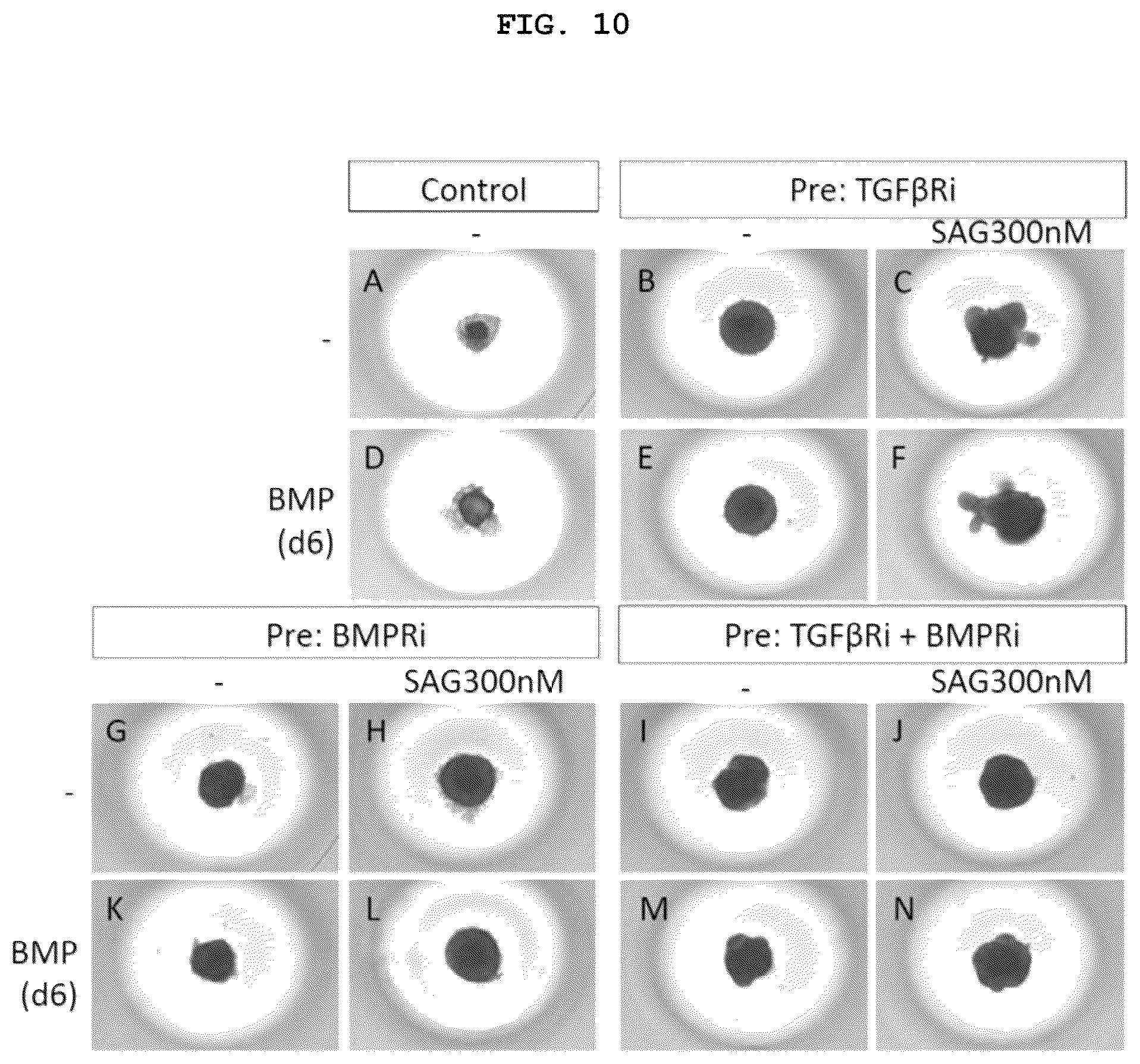 Patent US12492373 Figure 9 – Production method for nerve tissue