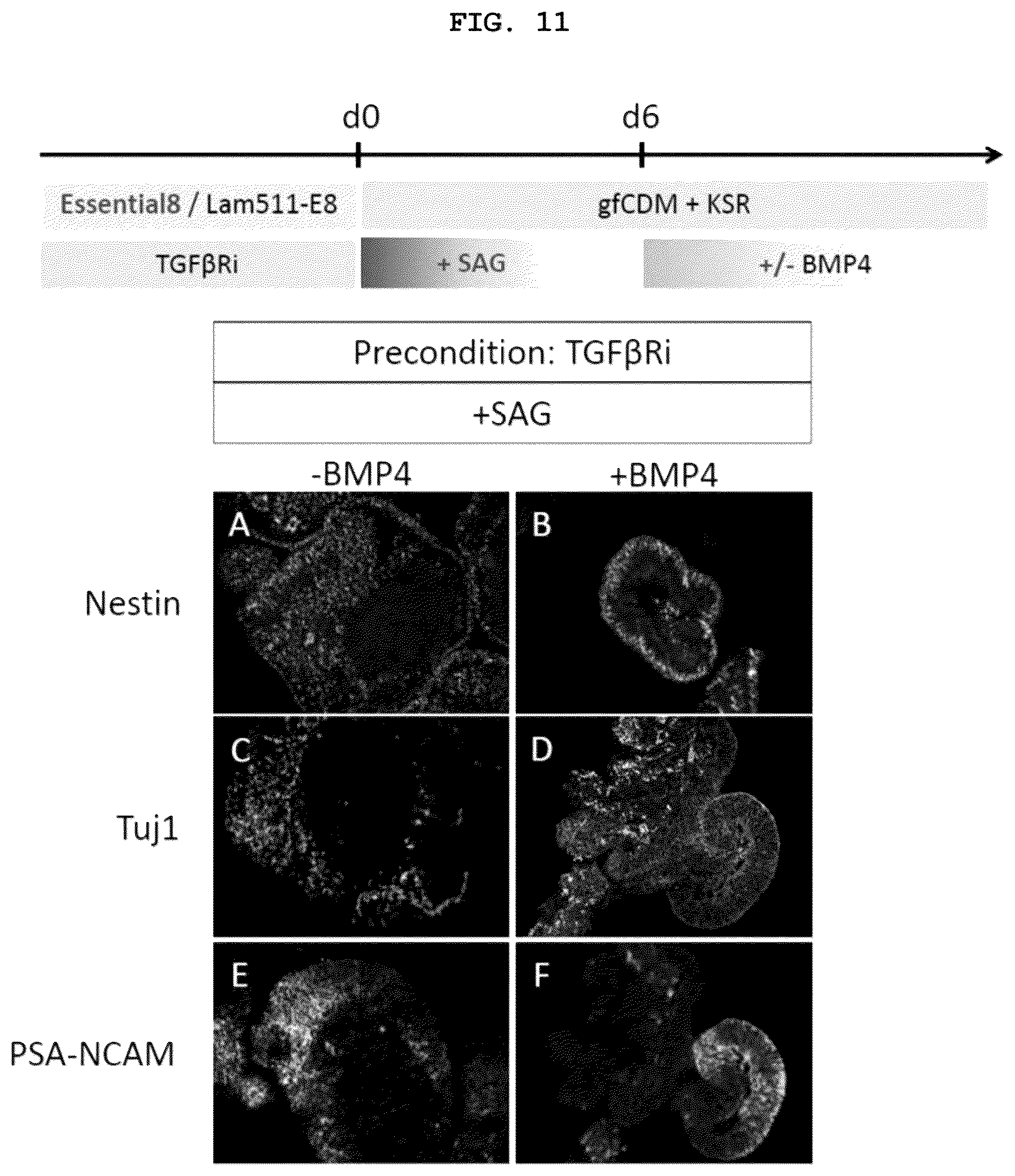 Patent US12492373 Figure 10 – Production method for nerve tissue