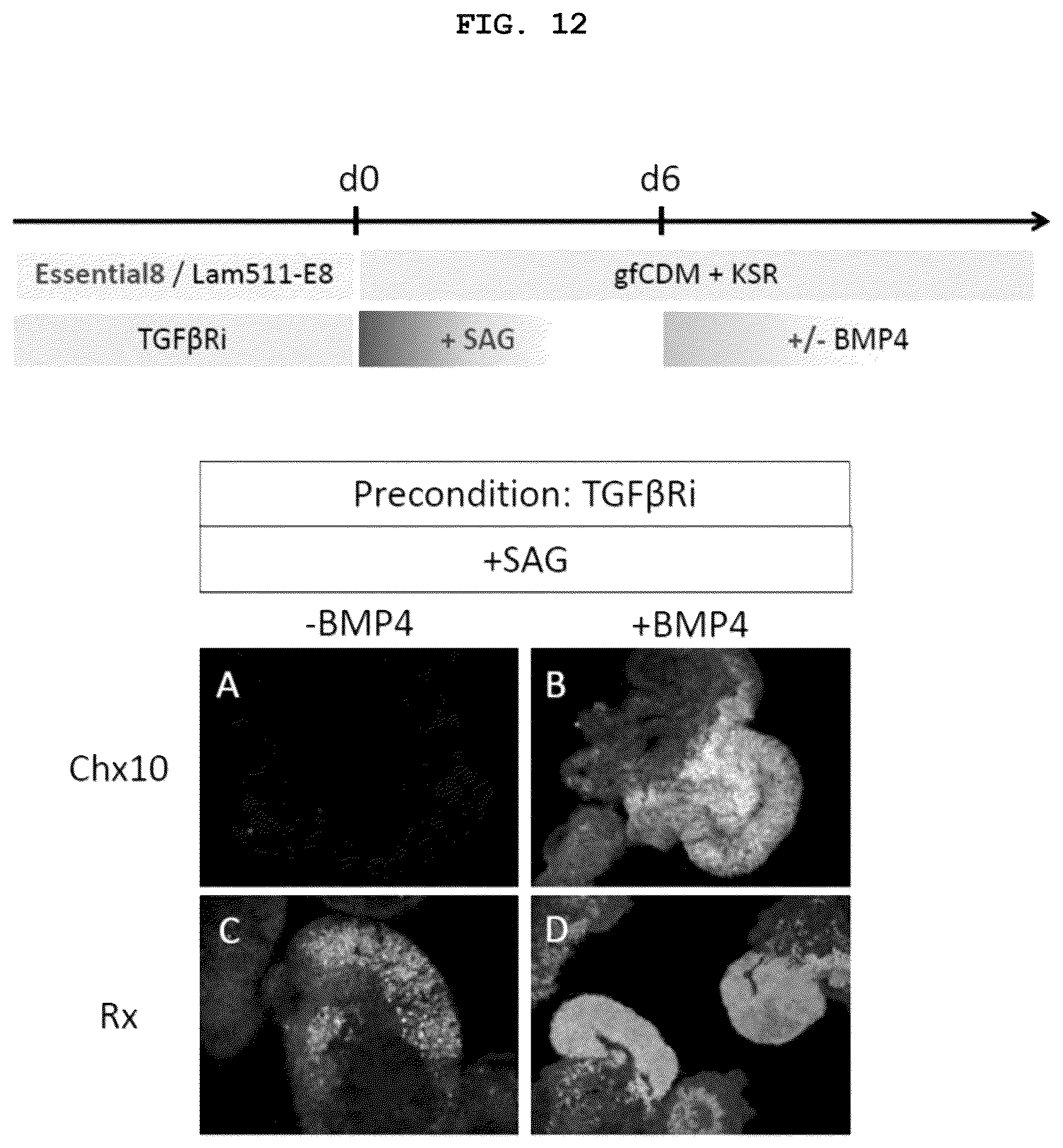 Patent US12492373 Figure 11 – Production method for nerve tissue