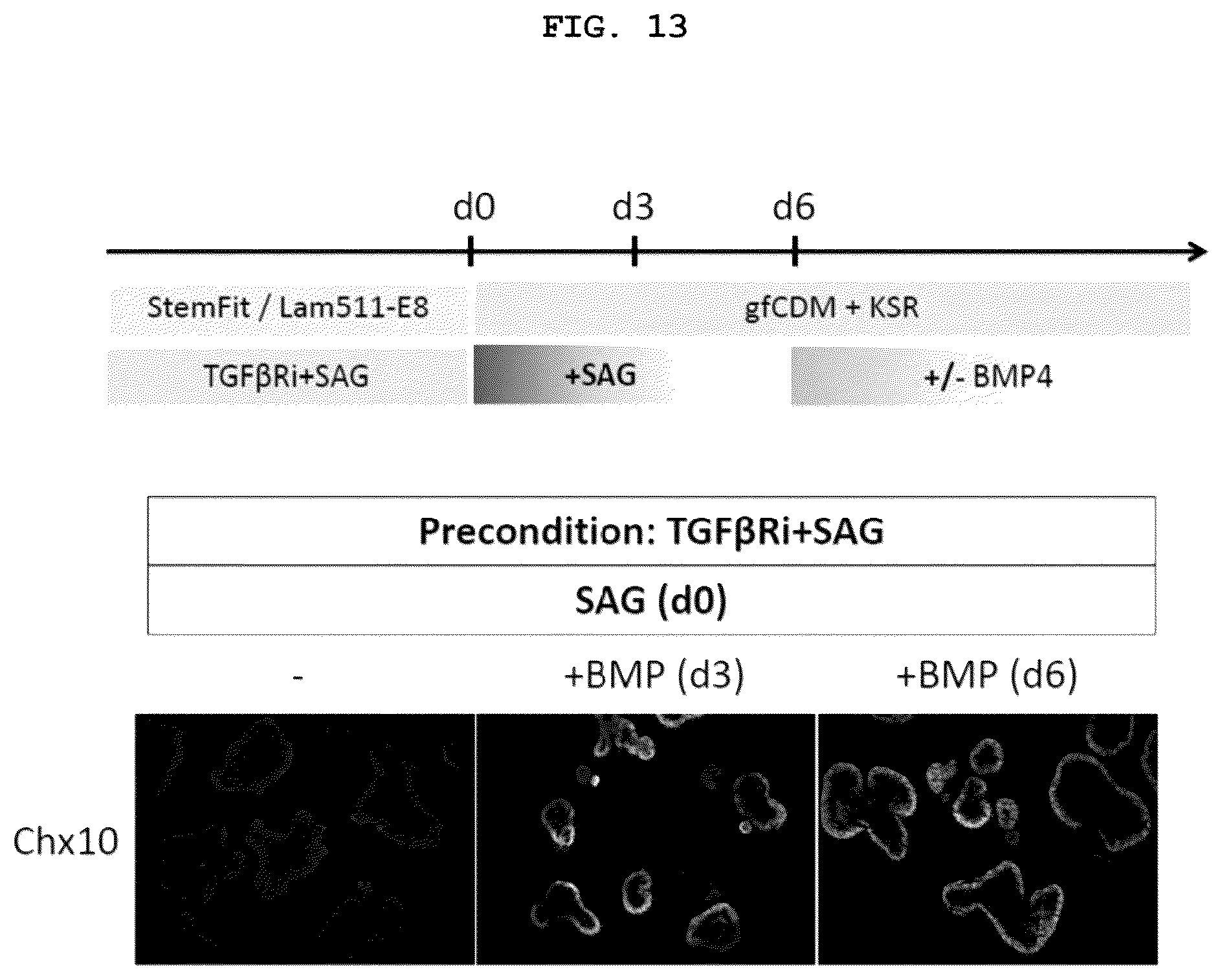Patent US12492373 Figure 12 – Production method for nerve tissue