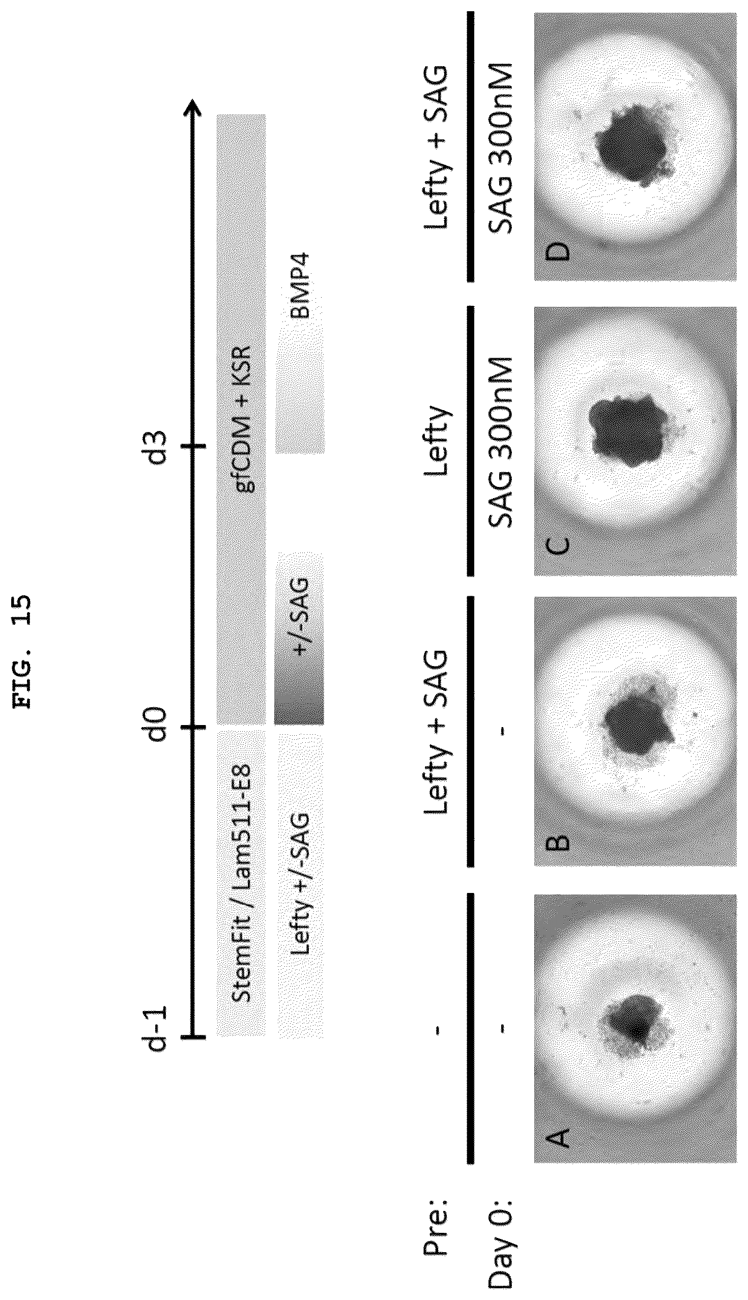 Patent US12492373 Figure 14 – Production method for nerve tissue