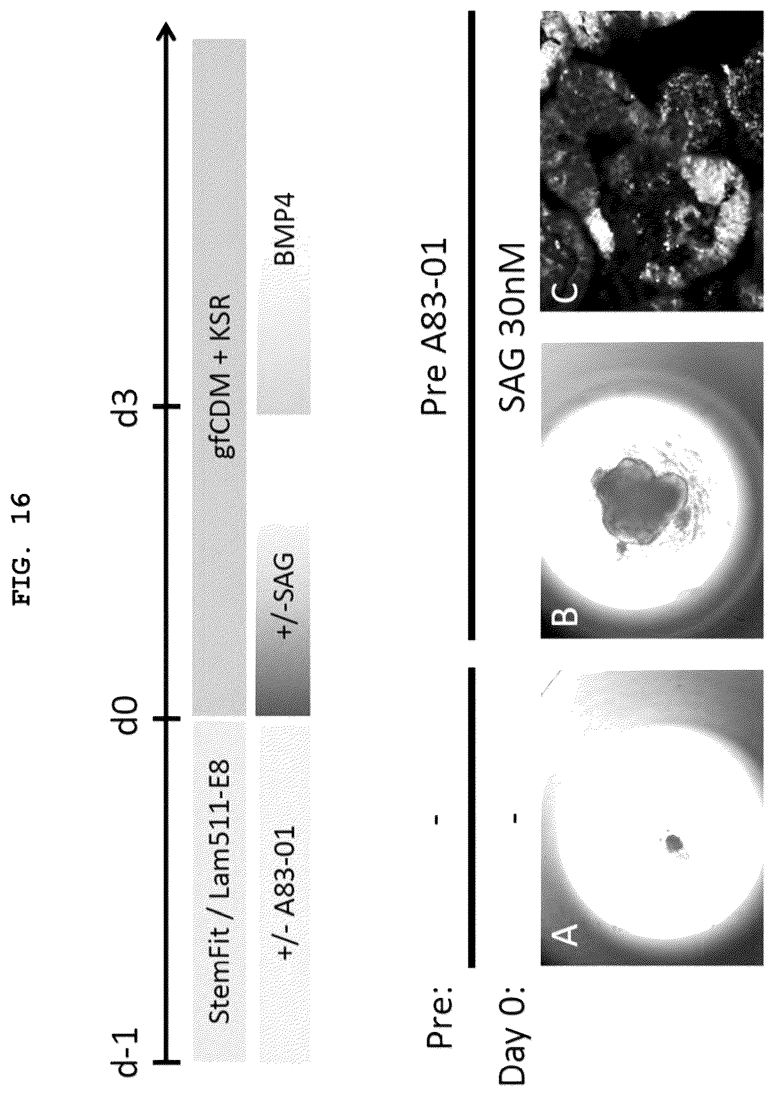 Patent US12492373 Figure 15 – Production method for nerve tissue