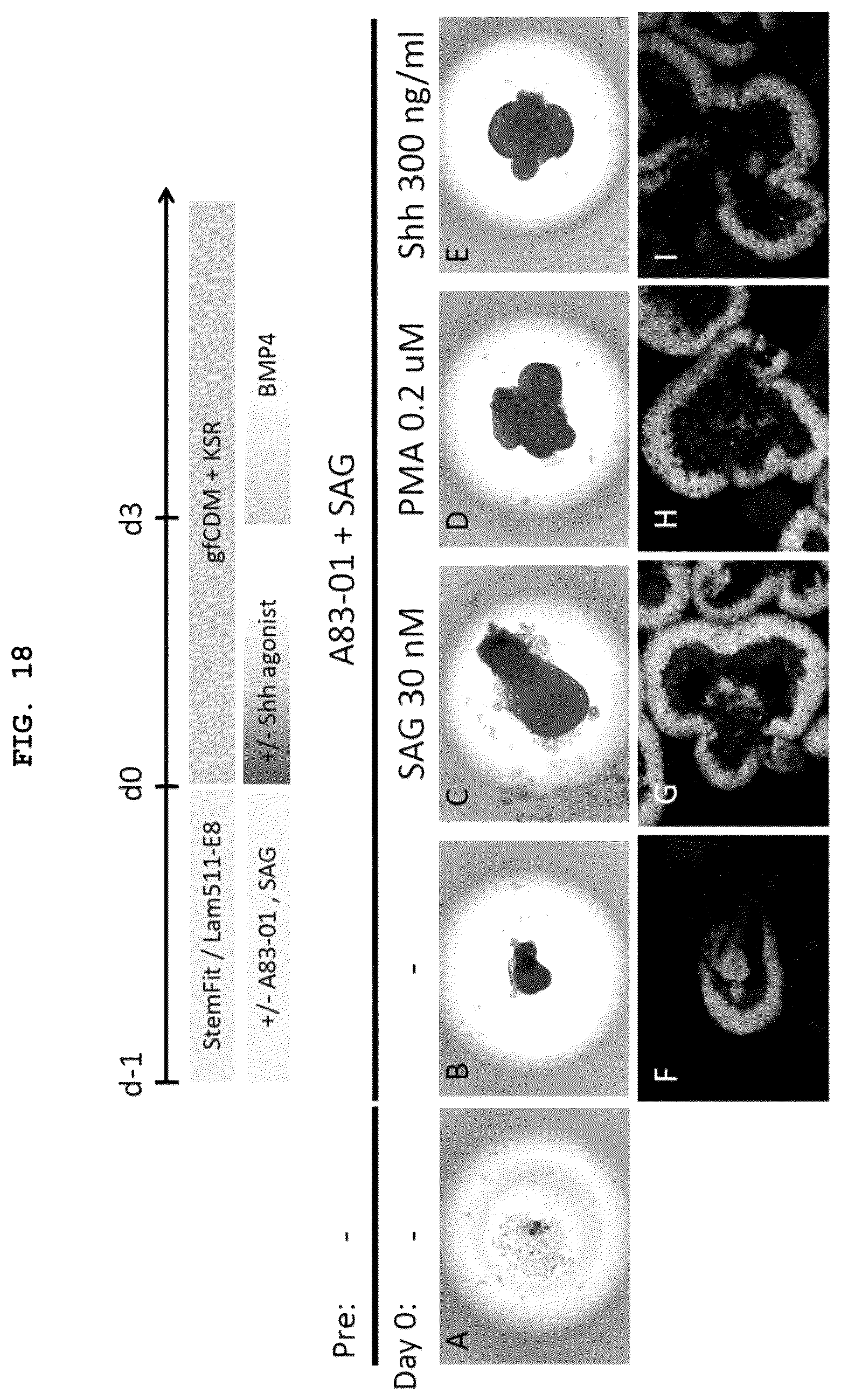 Patent US12492373 Figure 17 – Production method for nerve tissue