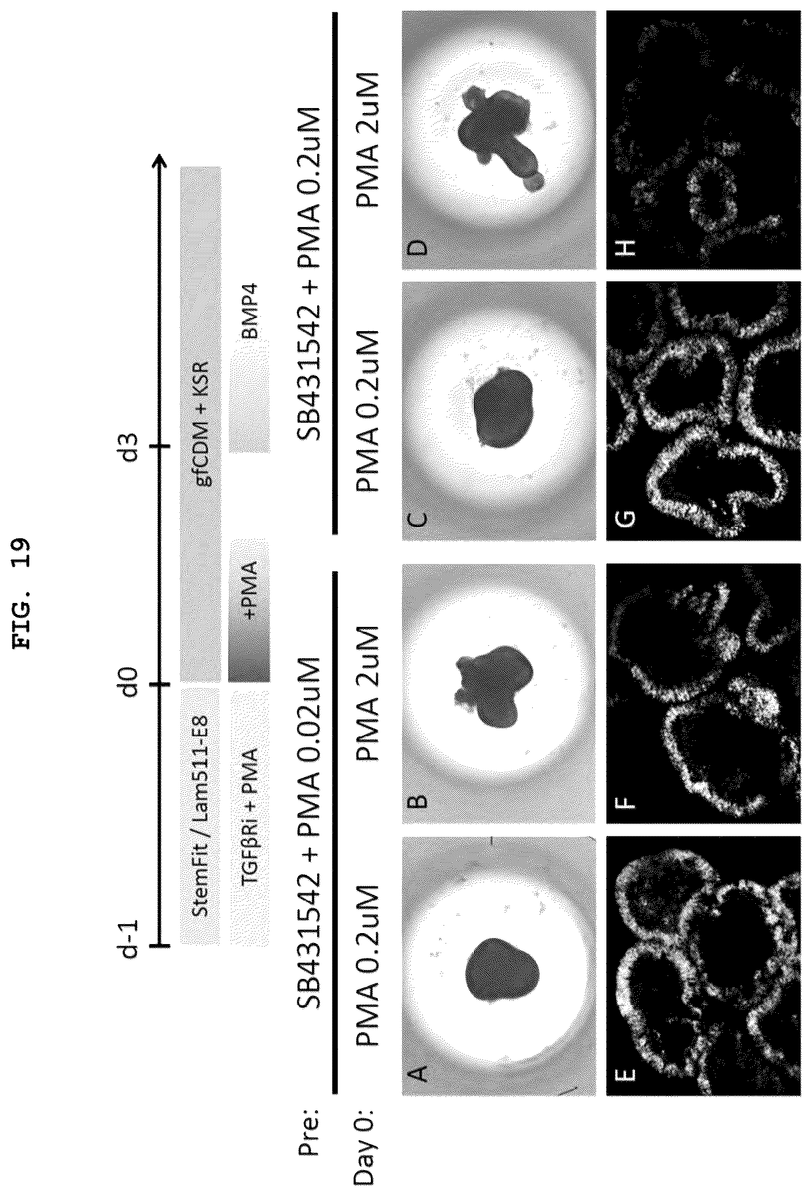 Patent US12492373 Figure 18 – Production method for nerve tissue