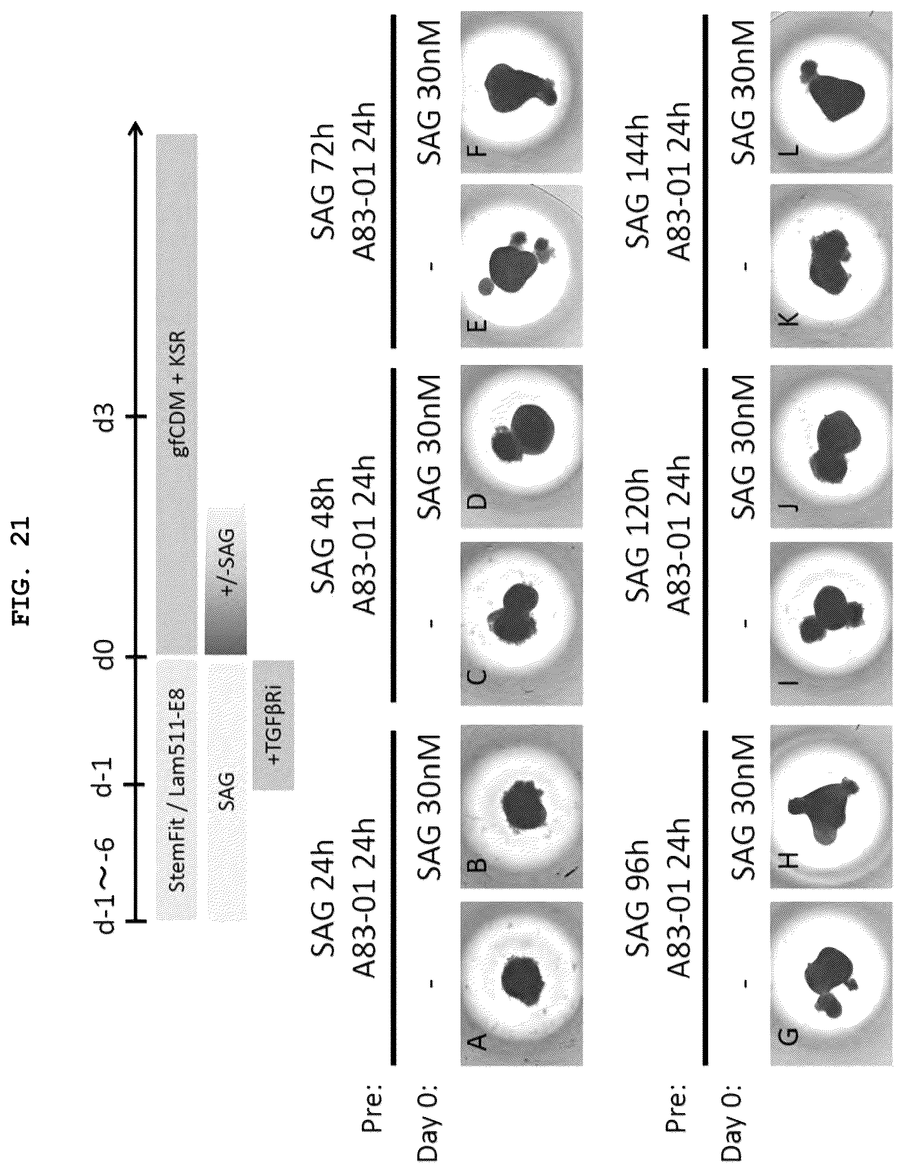 Patent US12492373 Figure 20 – Production method for nerve tissue