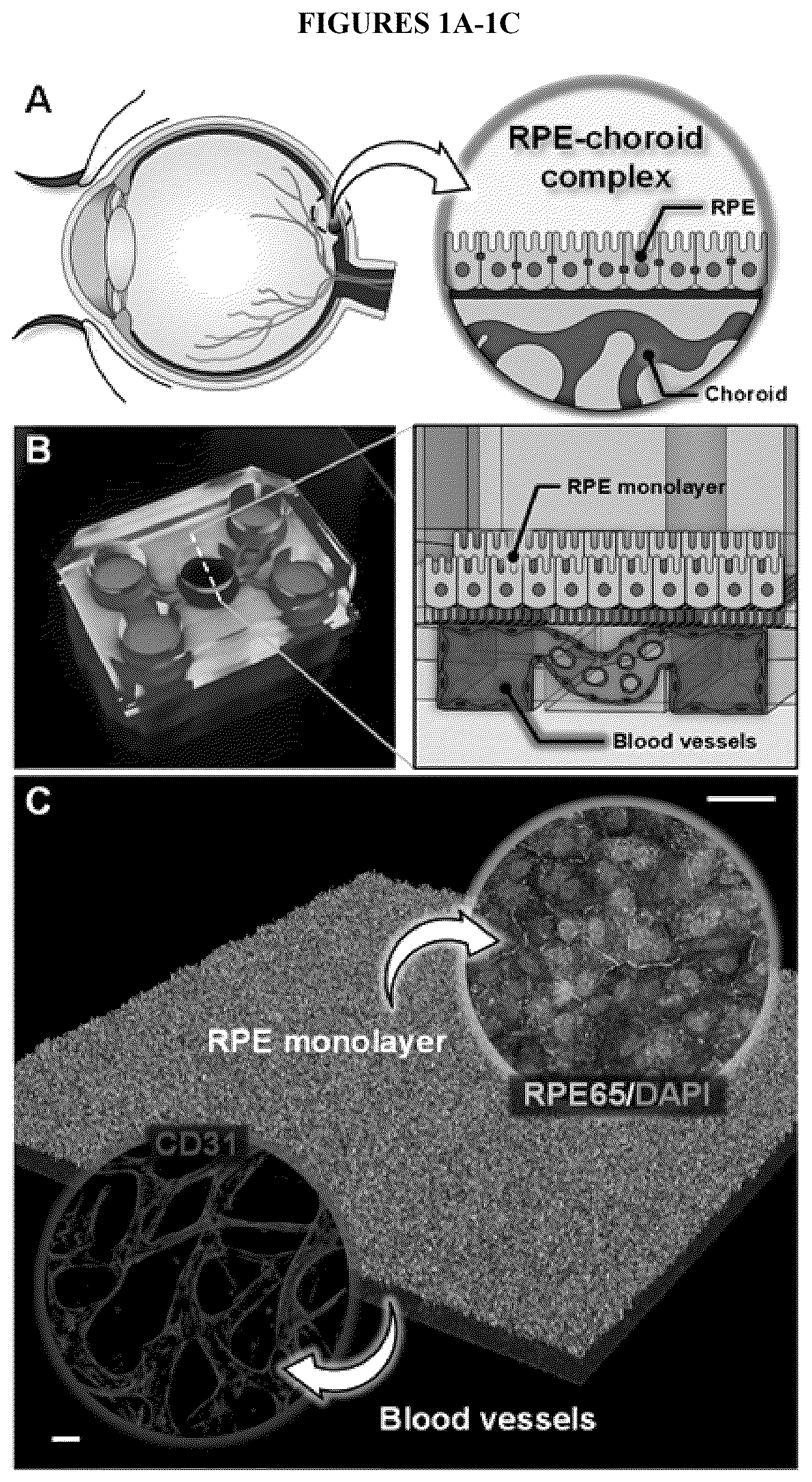 Patent US12492374 — Micro-engineered models of the human eye and methods of use — Figure 1