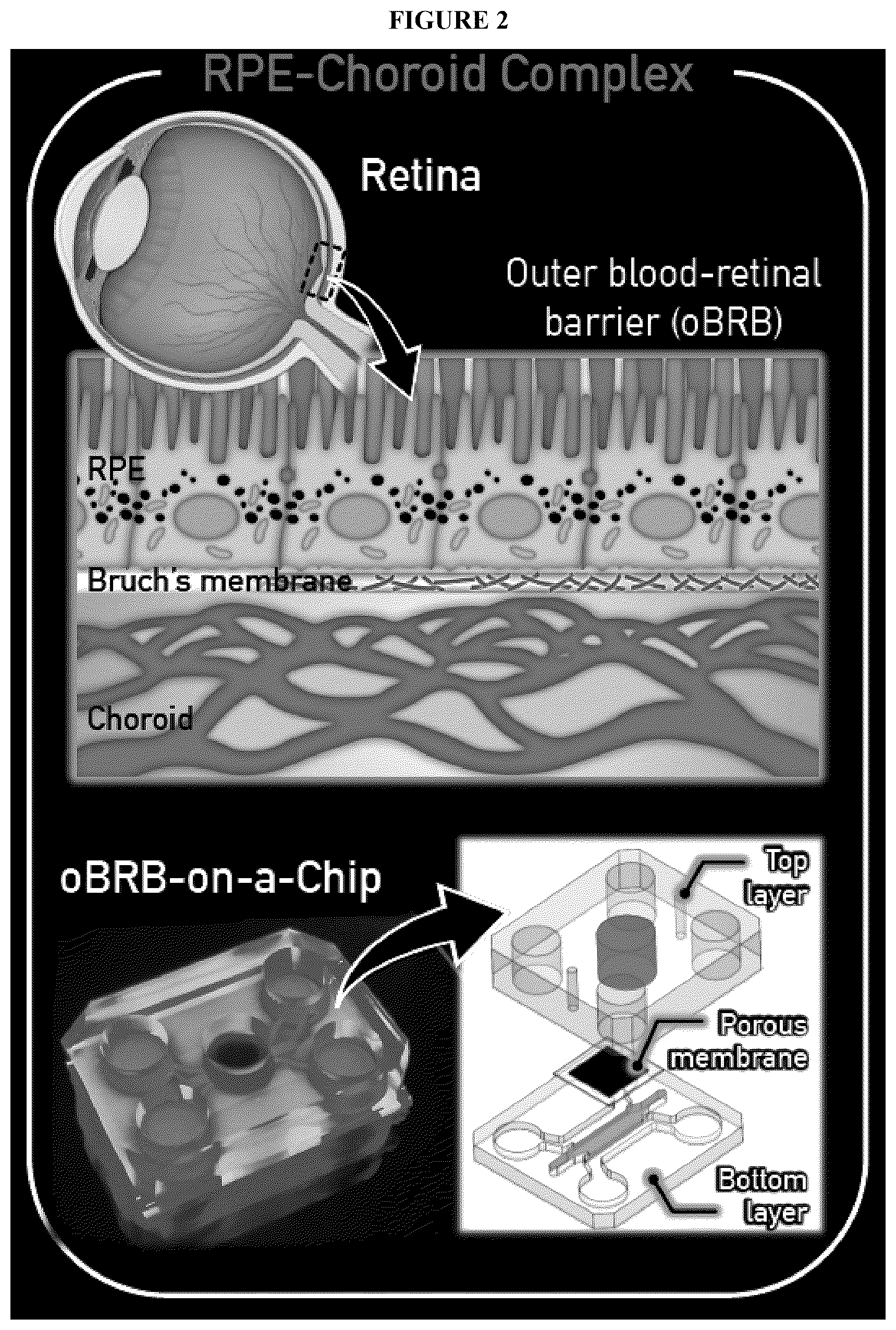 Patent US12492374 Figure 4 – Micro-engineered models of the human eye and methods of use