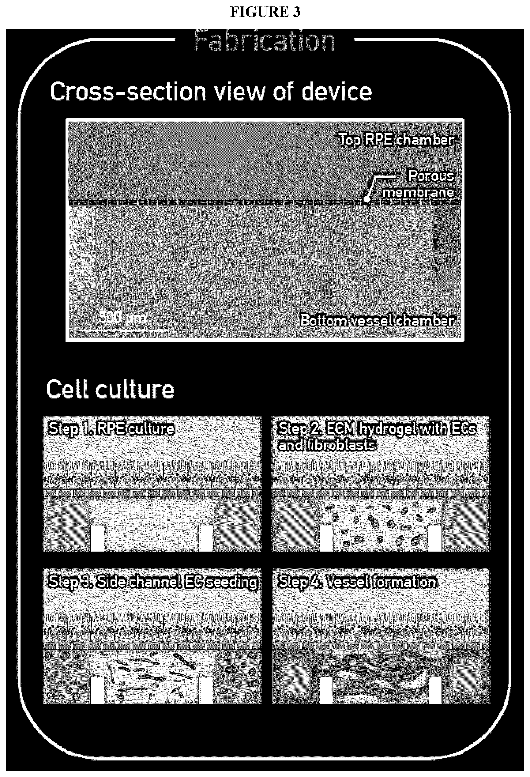 Patent US12492374 Figure 5 – Micro-engineered models of the human eye and methods of use