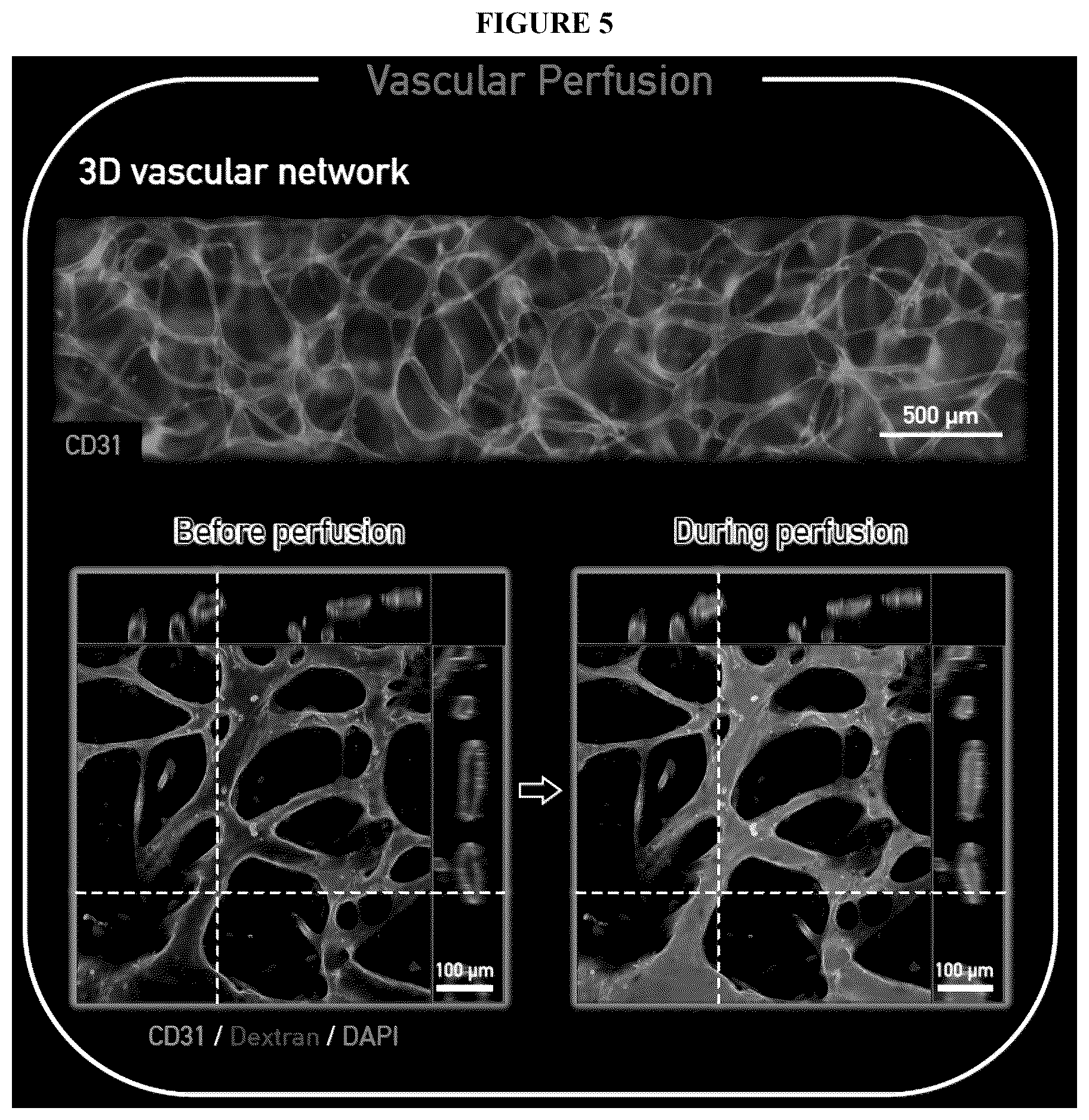 Patent US12492374 Figure 7 – Micro-engineered models of the human eye and methods of use