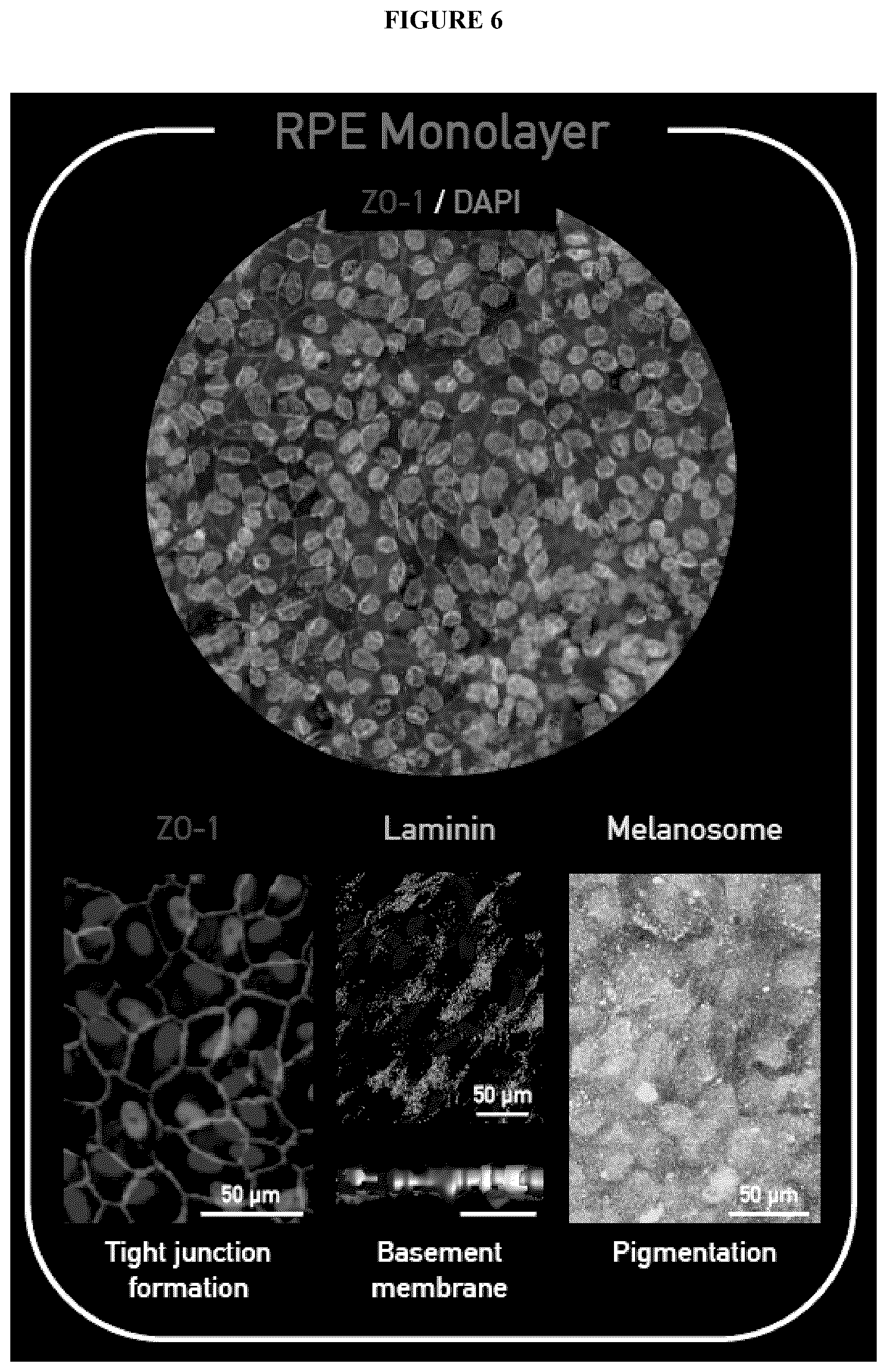 Patent US12492374 Figure 8 – Micro-engineered models of the human eye and methods of use