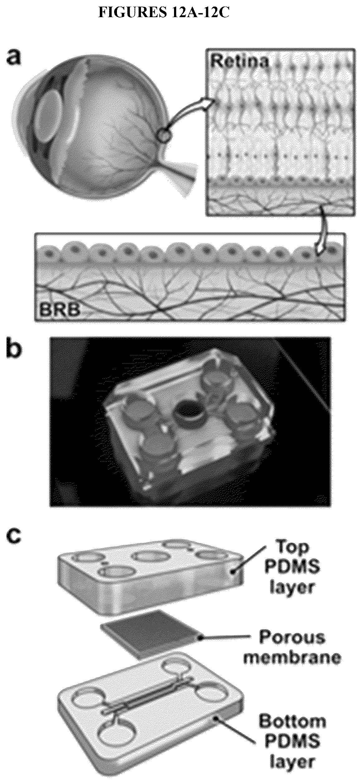 Patent US12492374 Figure 14 – Micro-engineered models of the human eye and methods of use