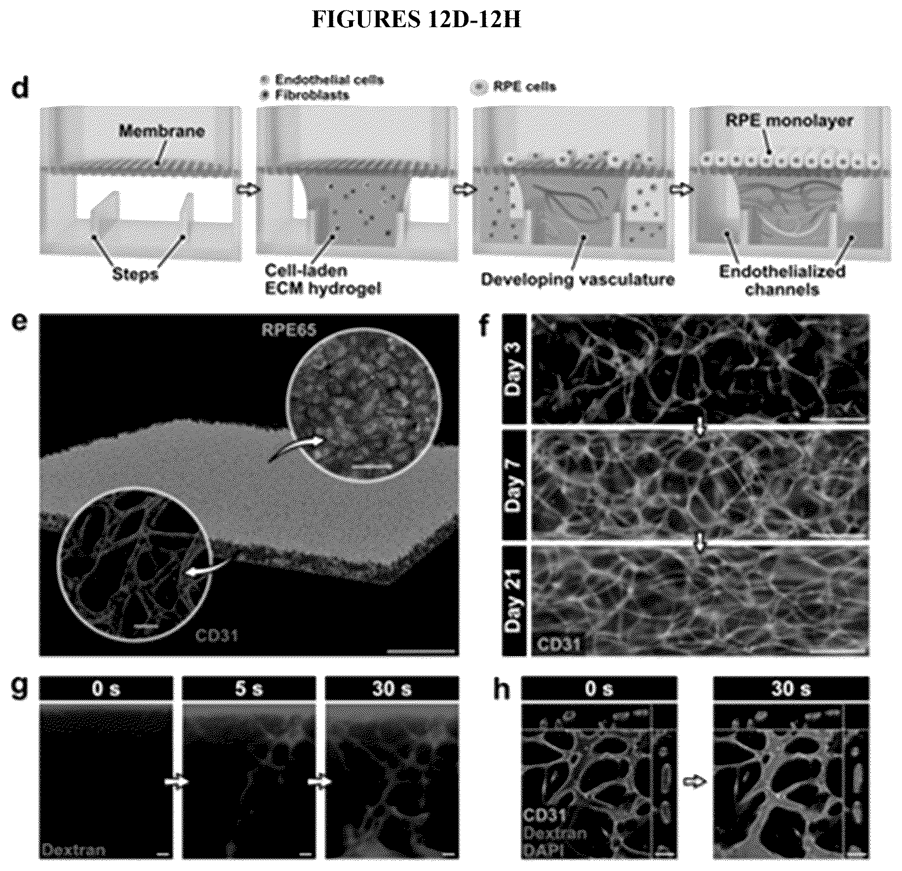 Patent US12492374 Figure 15 – Micro-engineered models of the human eye and methods of use