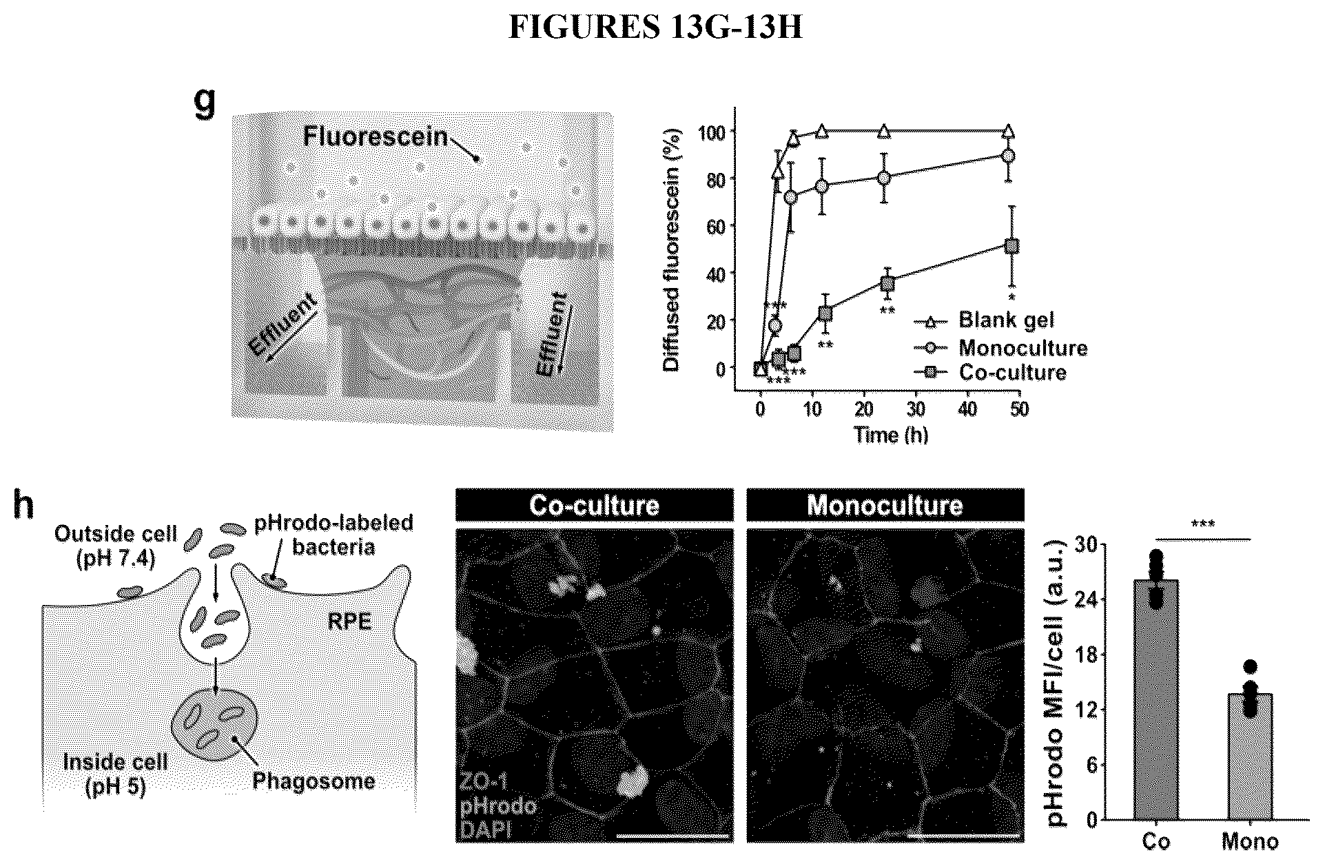 Patent US12492374 Figure 18 – Micro-engineered models of the human eye and methods of use