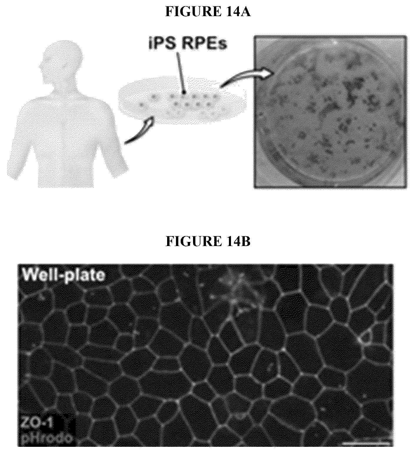 Patent US12492374 Figure 19 – Micro-engineered models of the human eye and methods of use