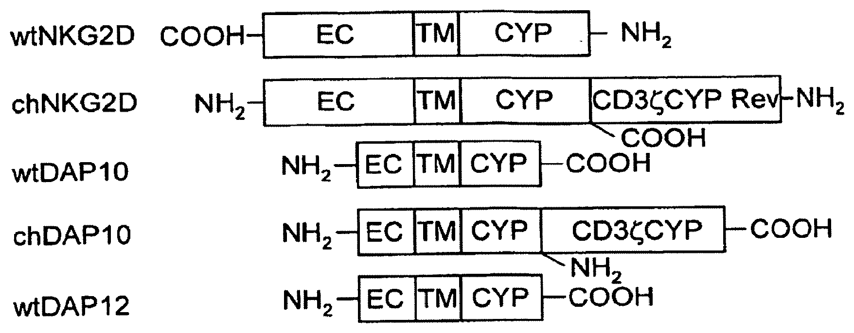 Patent US12492375 Figure 1 – T-cell receptor-deficient T cell compositions