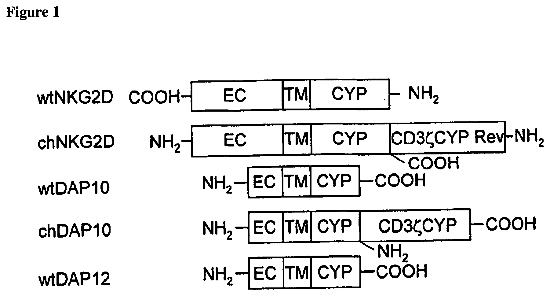 Patent US12492376 Figure 1 – T-cell receptor-deficient T cell compositions