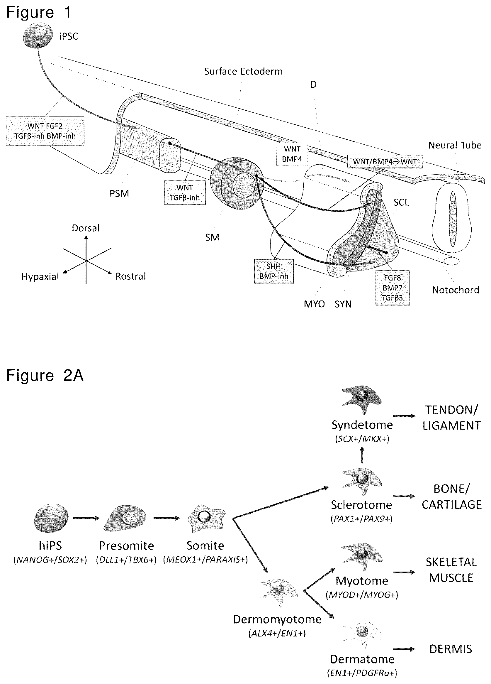 Patent US12492378 Figure 1 – Stepwise method of producing various types of cells from pluripotent stem cells