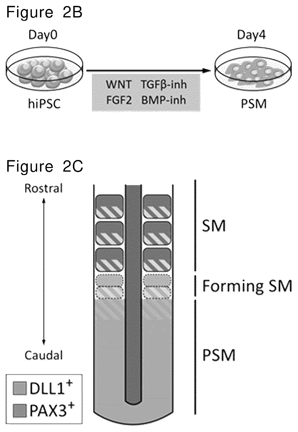 Patent US12492378 Figure 2 – Stepwise method of producing various types of cells from pluripotent stem cells